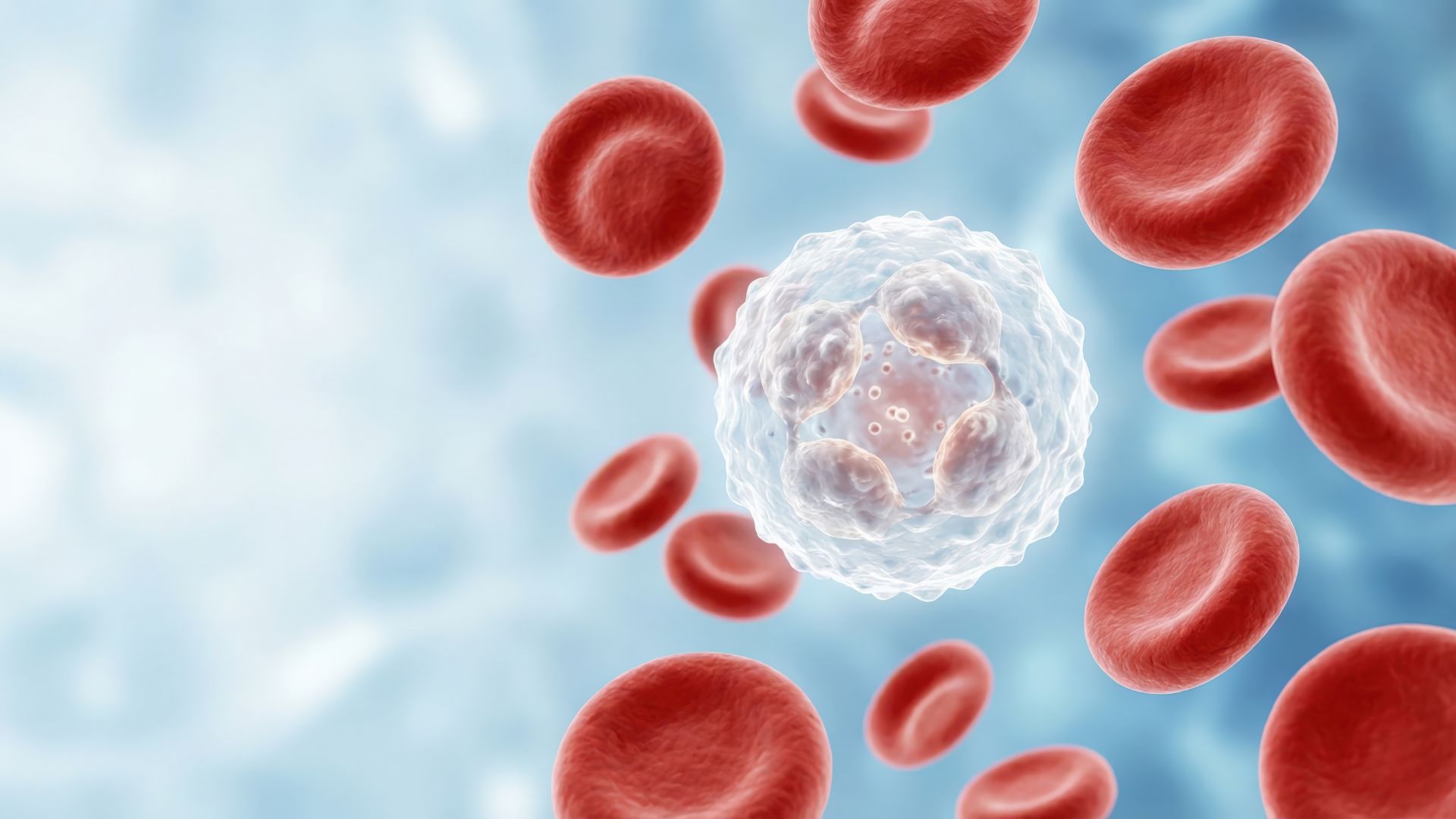 Các tế bào hồng cầu bị phá hủy trong lòng mạch, hemoglobin tự do sẽ xuất hiện nhiều trong huyết tương