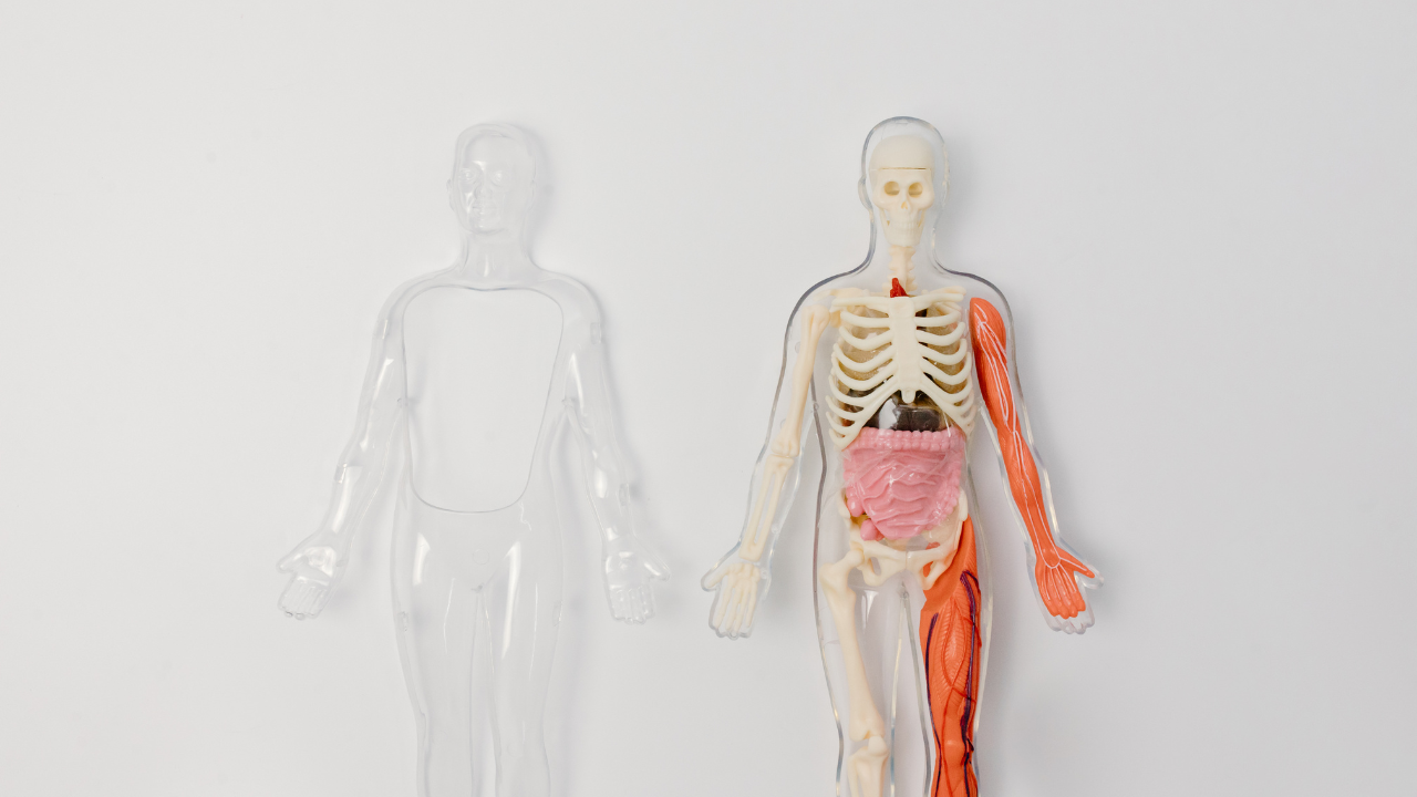 Độ pH trong cơ thể ảnh hưởng trực tiếp đến từng tế bào trong cơ thể