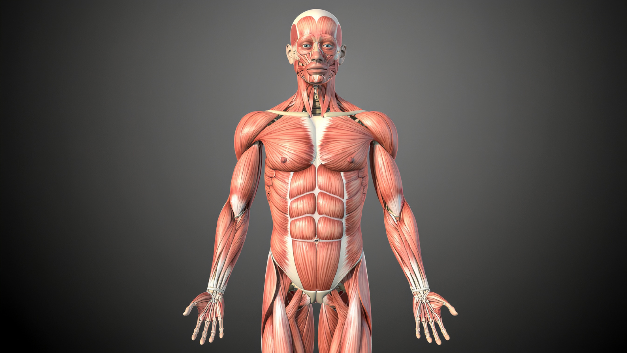 Trong cơ thể người, độ pH được duy trì ổn định trong khoảng từ 7.3 đến 7.4