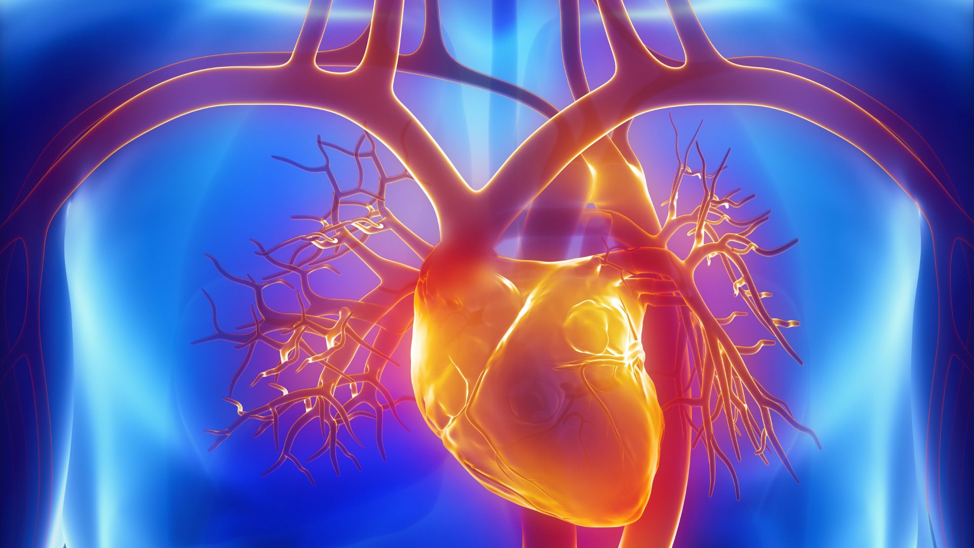 Động mạch chủ là động mạch lớn nhất và quan trọng nhất trong cơ thể người