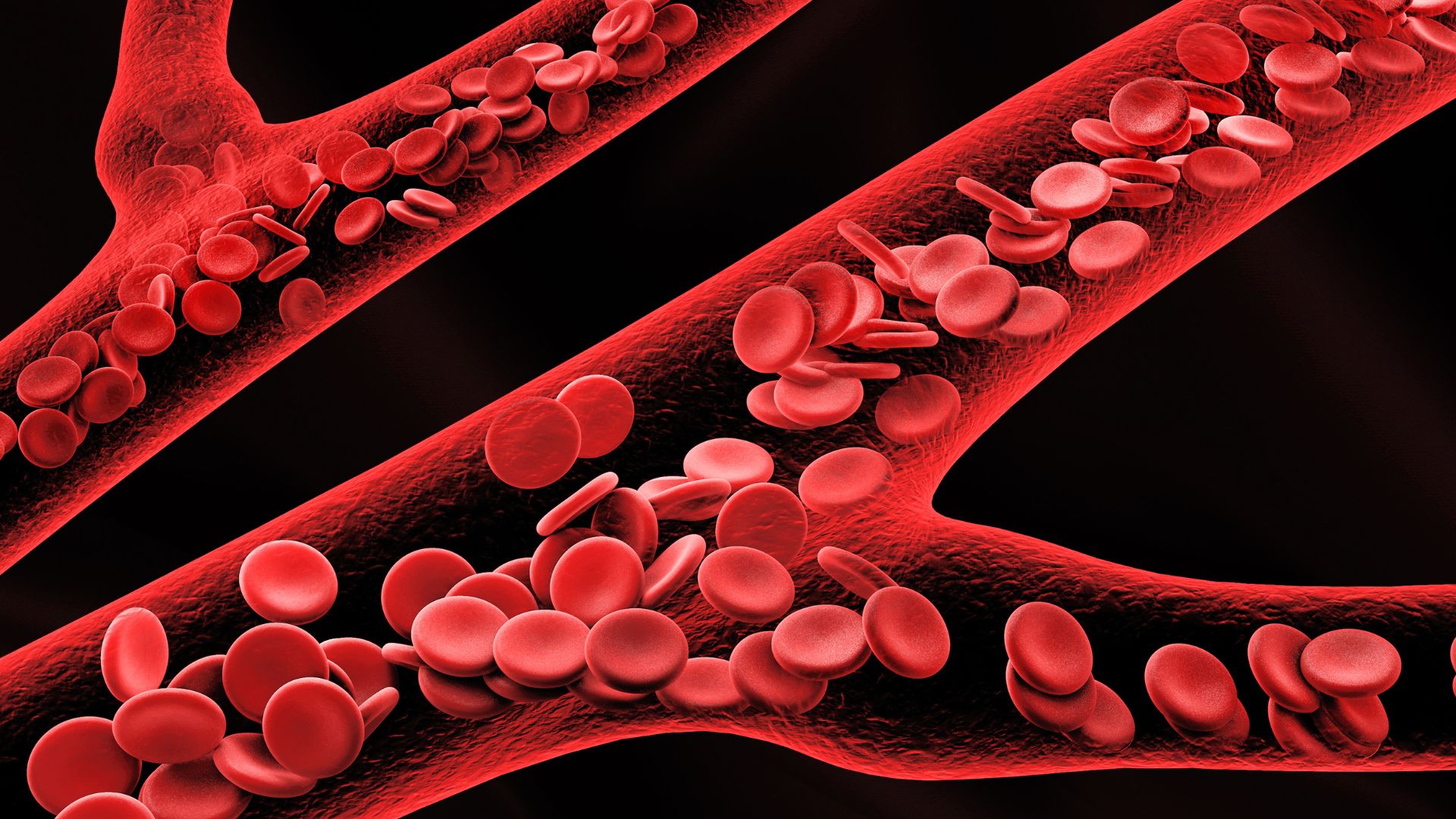 Động mạch chi trên và chi dưới cung cấp máu cho các chi cũng như các mô quanh đó