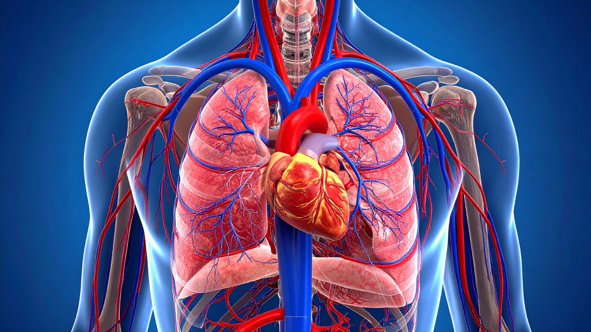 Động mạch phổi: Vai trò, cấu tạo và các bệnh lý liên quan 1