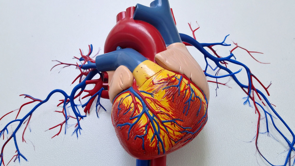 Động mạch vành có nhiệm vụ nuôi dưỡng cơ tim và giữ vai trò then chốt đối với hoạt động sống còn của tim