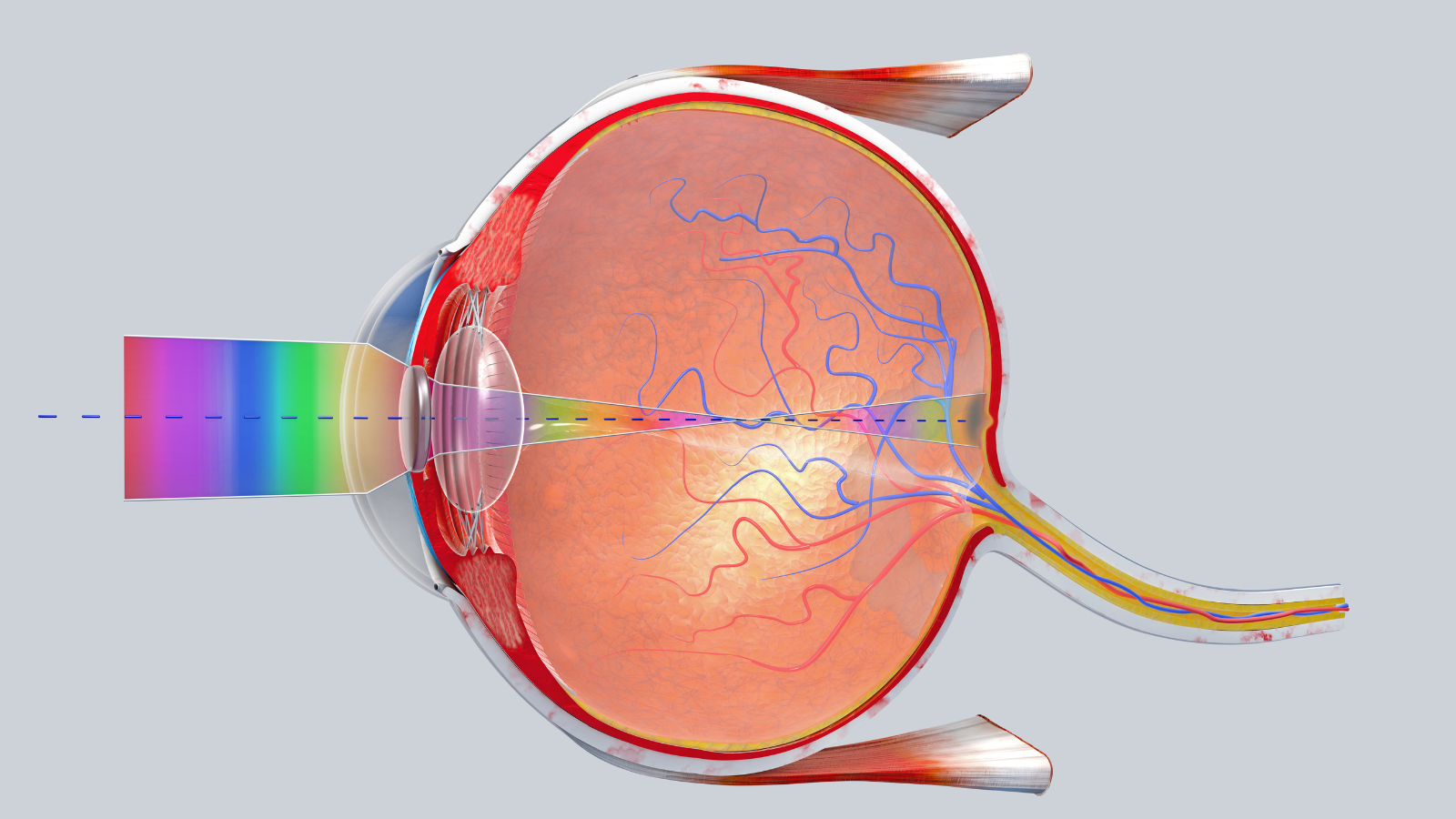 Chức năng của đồng tử