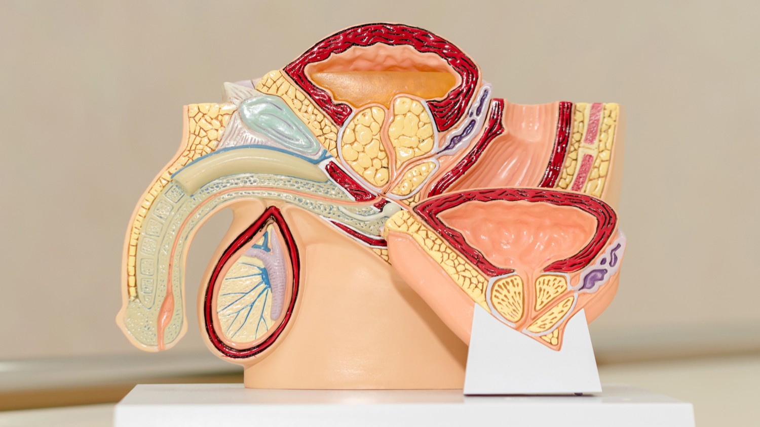 Hình ảnh minh họa cấu tạo của dương vật