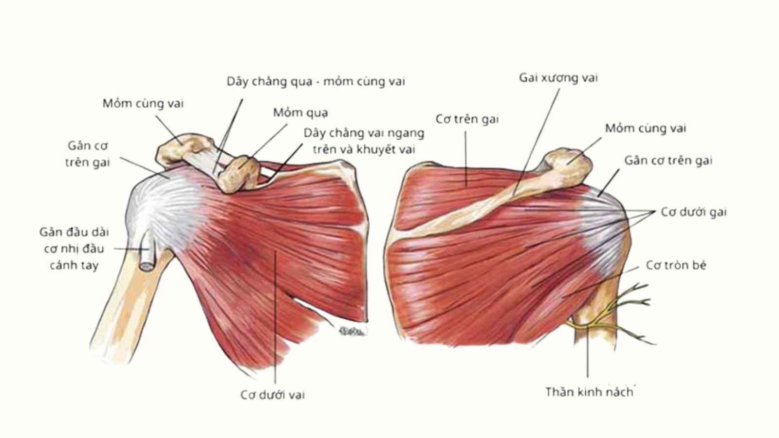 Gân cơ trên gai có chức năng hỗ trợ nâng và giữ ổn định khớp vai