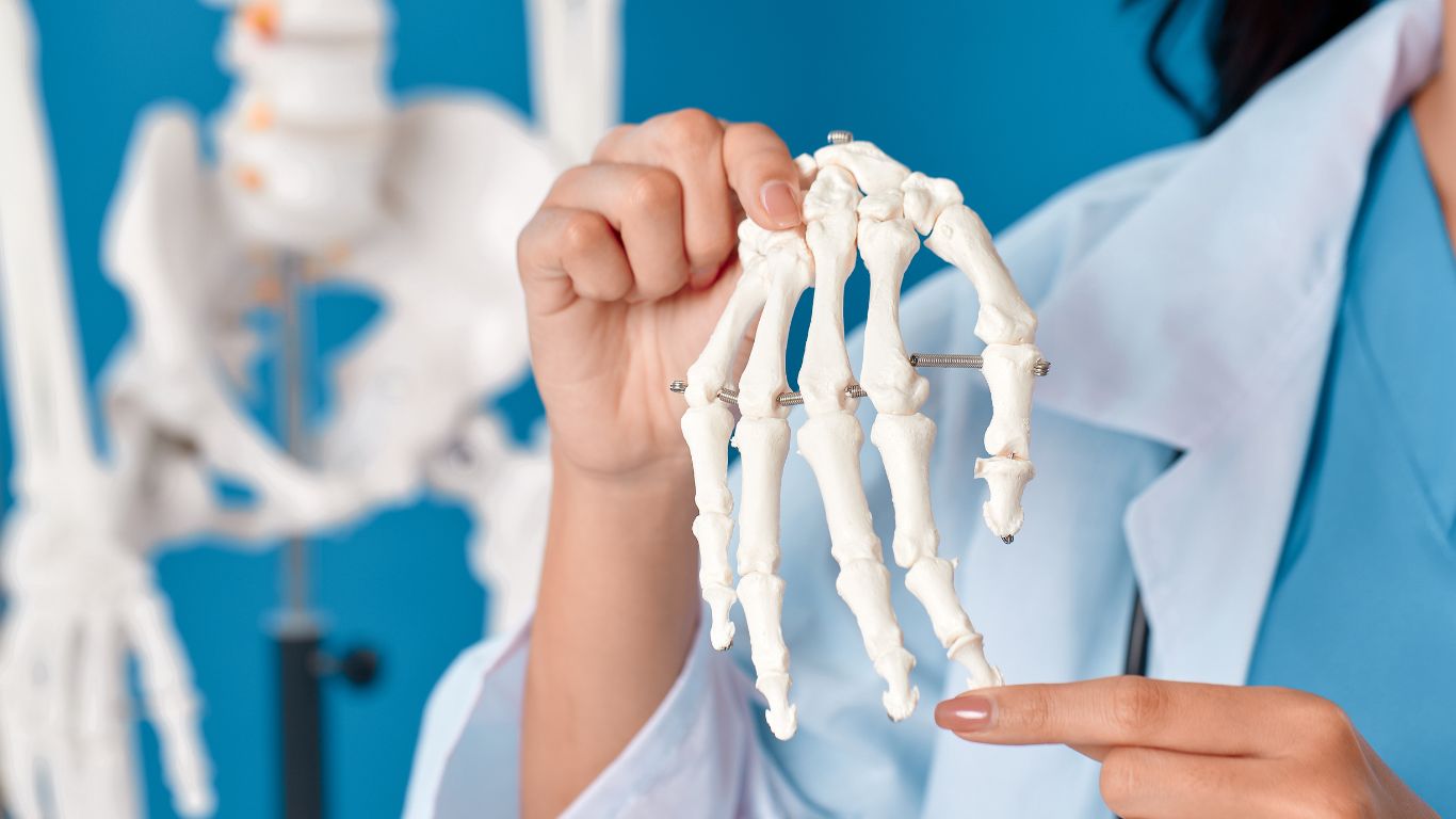 Giải phẫu bàn tay: Từ cơ xương đến mạch máu 1