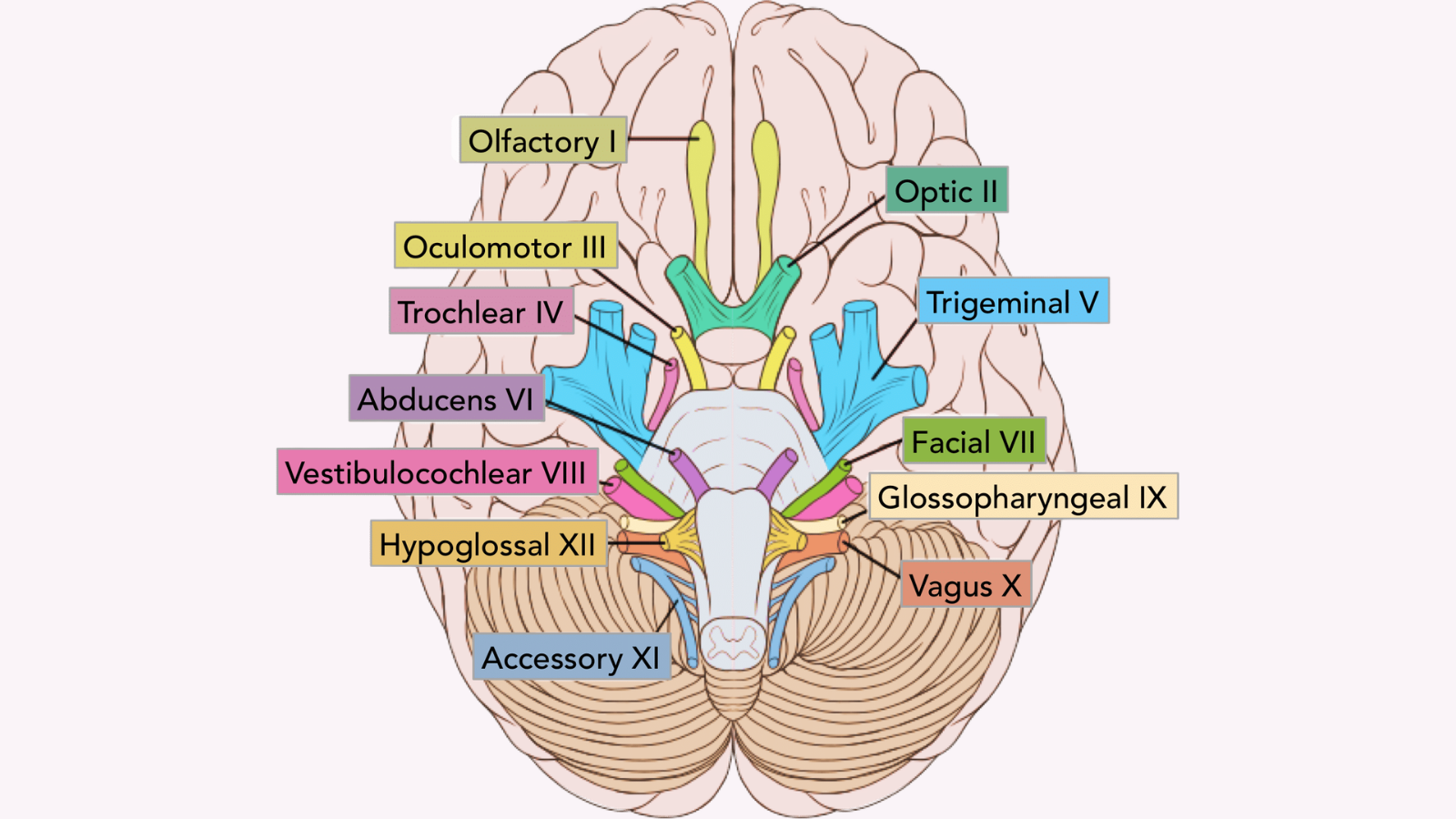 Vị trí của dây thần kinh số 5 trong 12 đôi dây thần kinh sọ