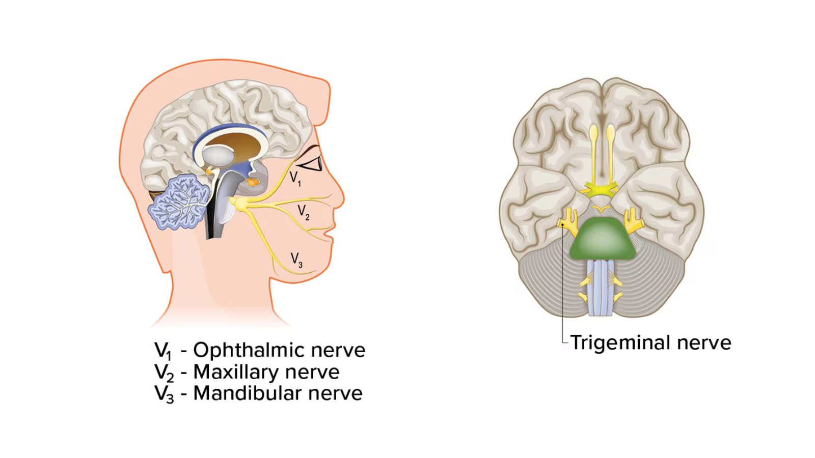 Dây thần kinh số 5 chia thành ba nhánh chính: V1, V2 và V3