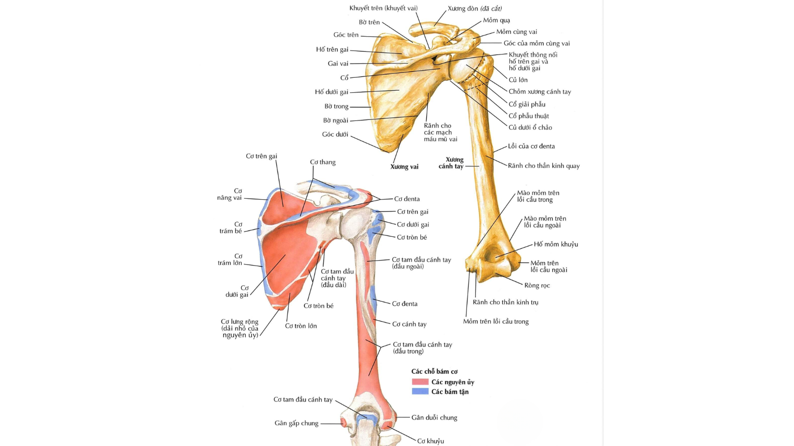 Sơ đồ giải phẫu khớp vai