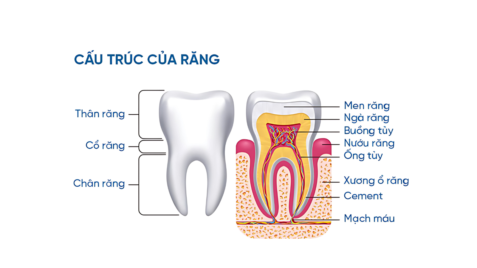 Cấu trúc giải phẫu của răng