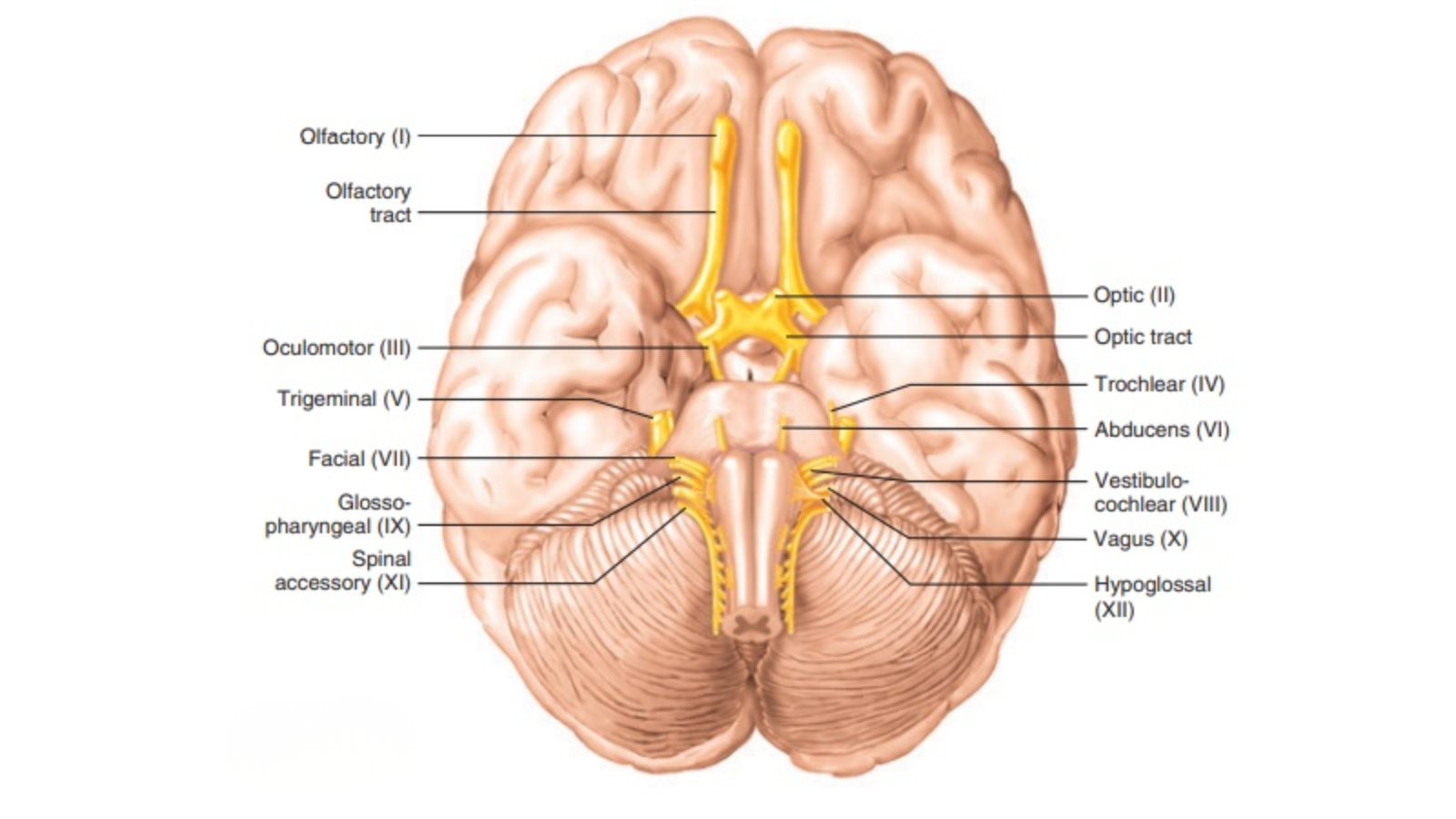 Vị trí của dây thần kinh số 2