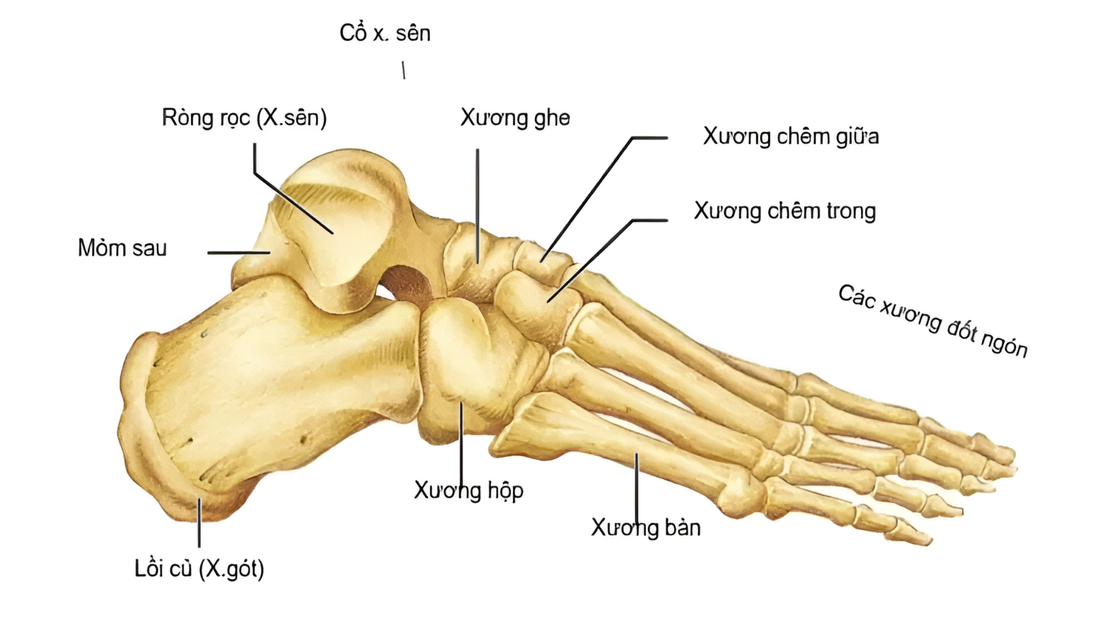 Sơ đồ tổng quan giải phẫu xương bàn chân