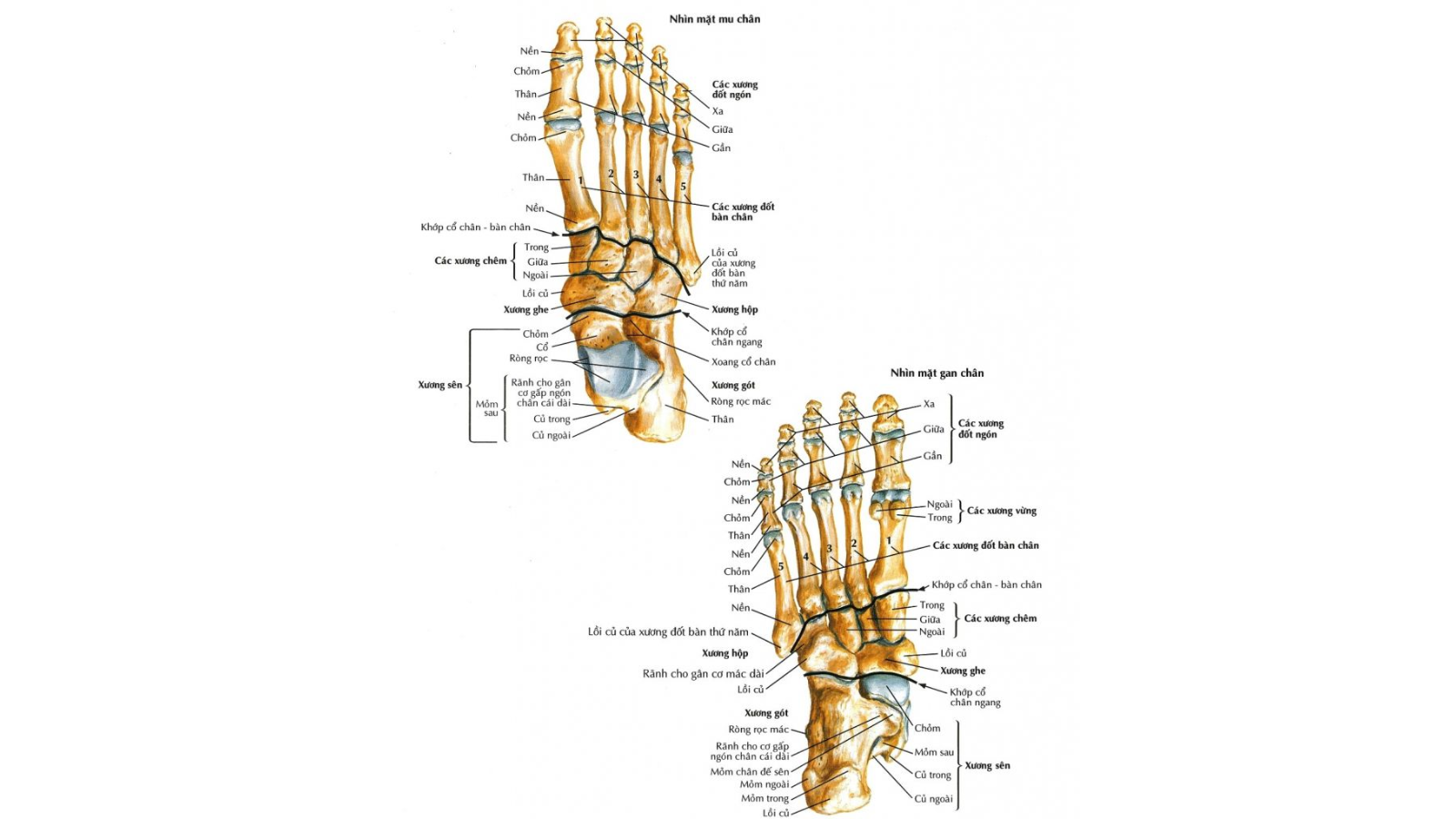 Cấu trúc chi tiết xương bàn chân trong y khoa