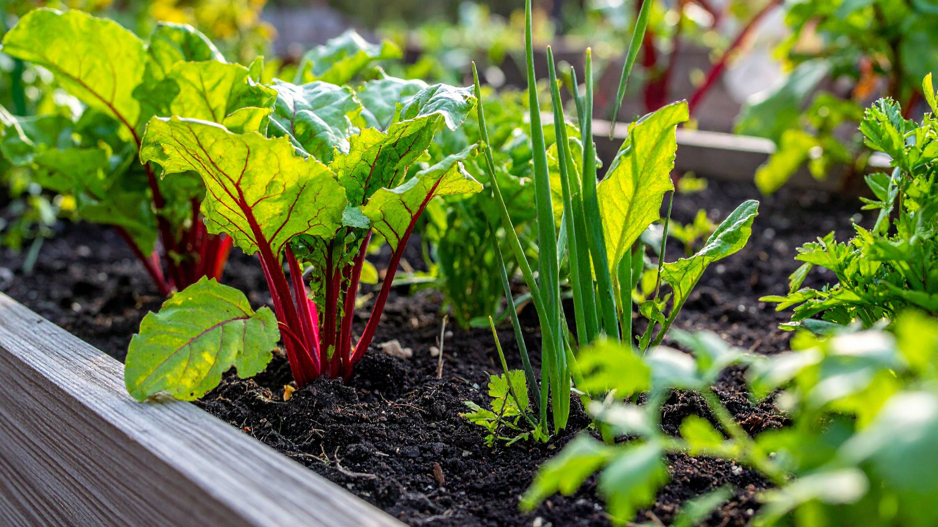 Phân trùn quế là một trong những loại phân hữu cơ chứa nhiều vi sinh vật