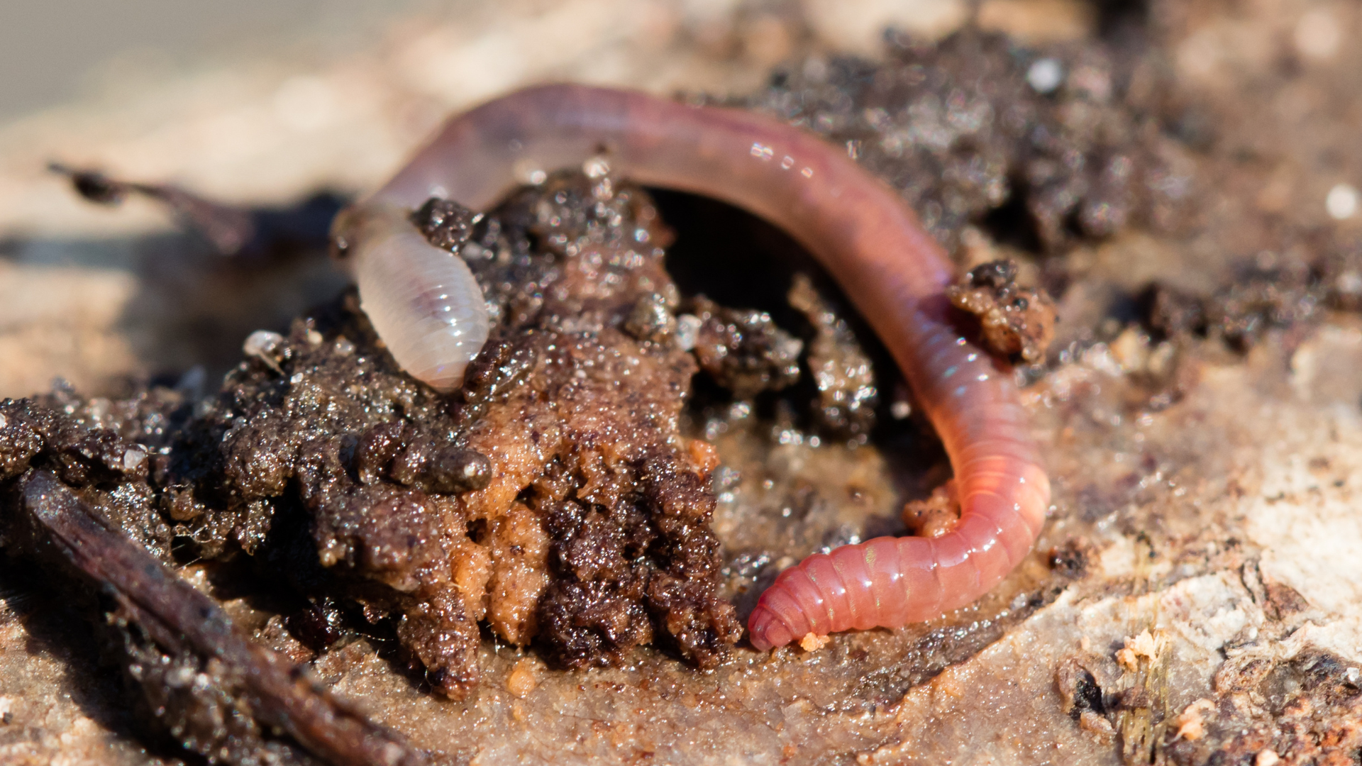 Giun đỏ là loài sinh vật quen thuộc trong tự nhiên