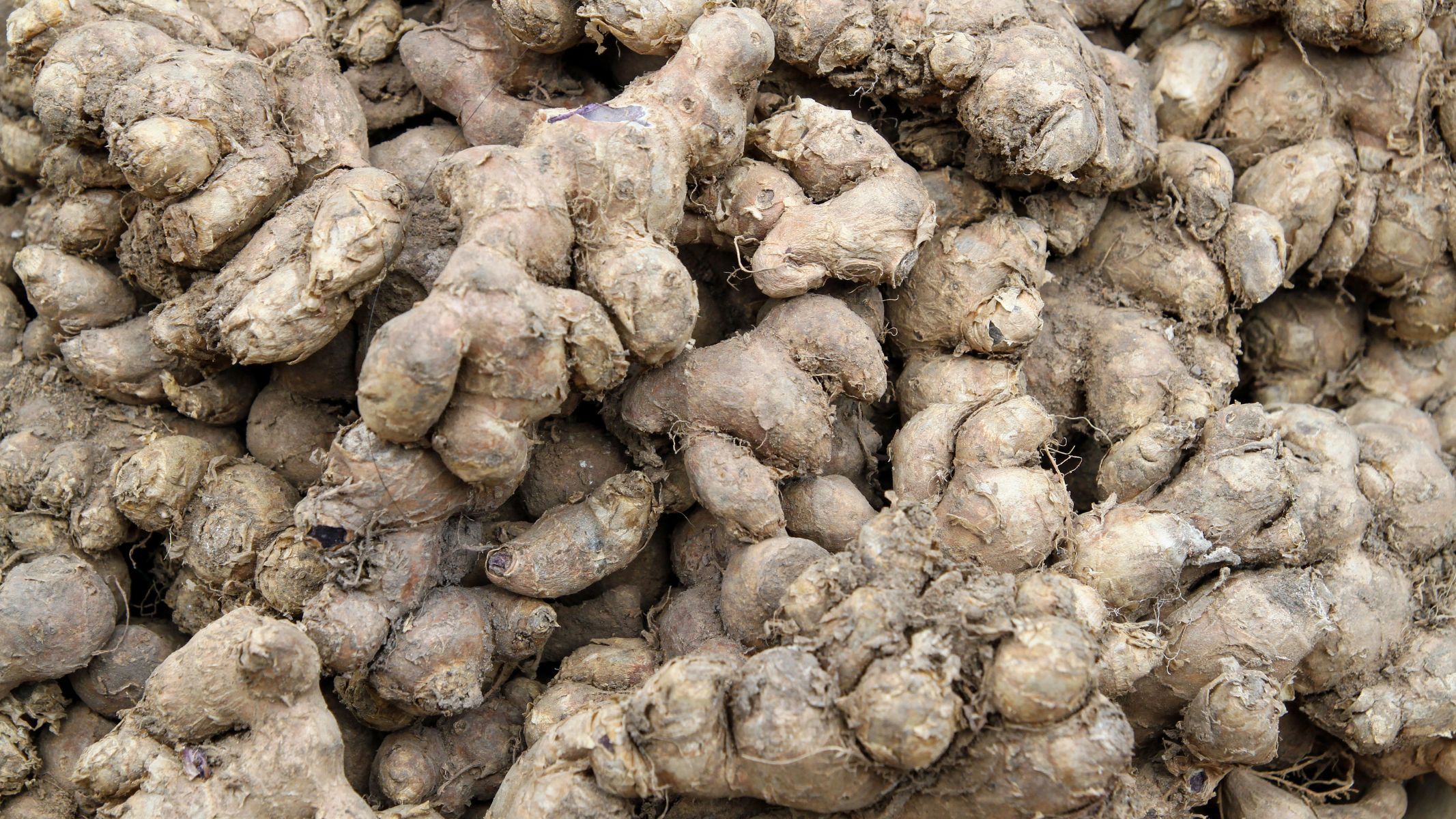 Gừng đen là dược liệu đã được sử dụng lâu đời trong y học cổ truyền nhờ chứa nhiều hoạt chất sinh học quý, đặc biệt là flavonoid và methoxyflavone