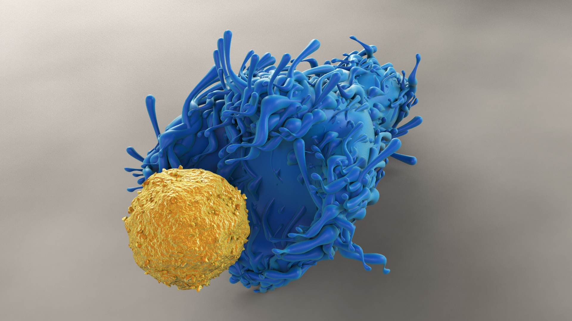 HIV xâm nhập chủ yếu vào các tế bào T CD4+, một loại tế bào miễn dịch có mật độ cao tại các mô lympho, đặc biệt là hạch