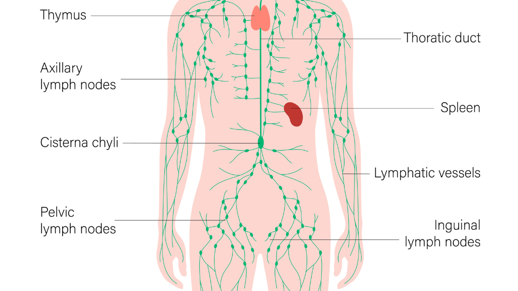 Hạch ở háng là biểu hiện phản ứng của hệ miễn dịch trước nhiều nguyên nhân