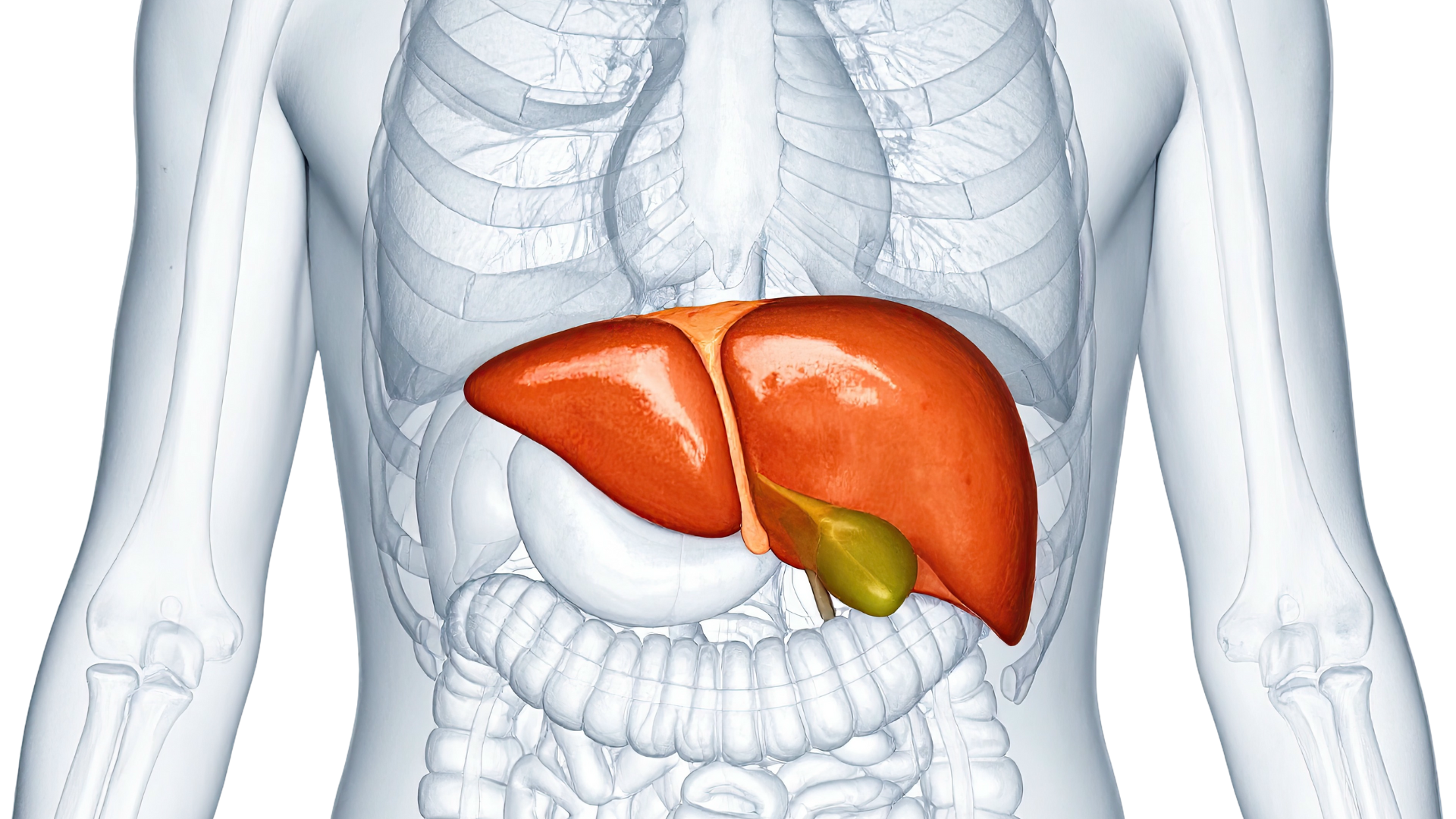 Túi mật là túi nhỏ nằm bên dưới gan, có nhiệm vụ chứa và cô đặc mật do gan sản xuất