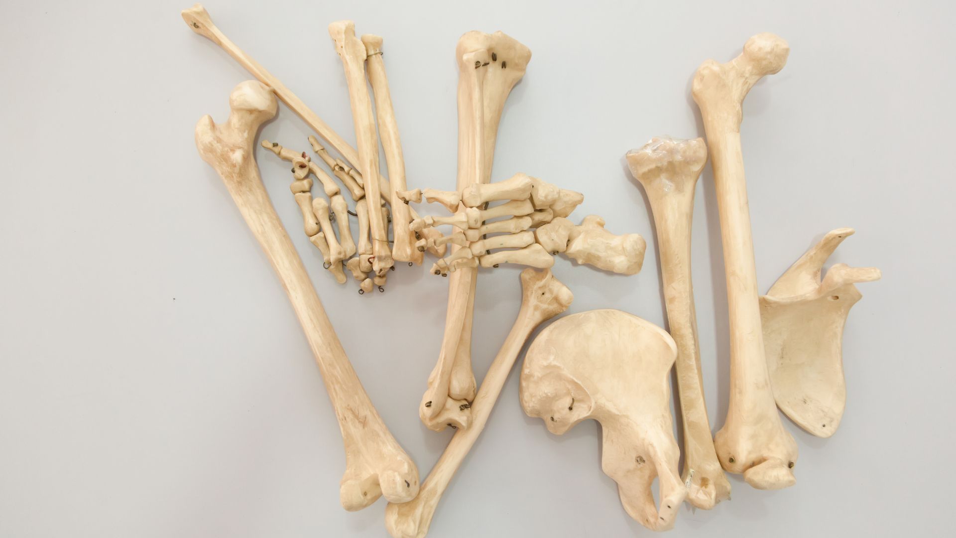 Xương được chia thành nhiều loại xương khác nhau