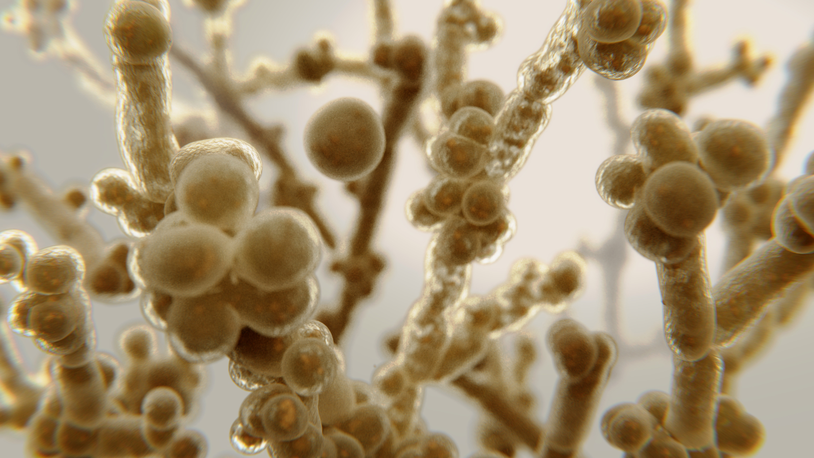 Một số loài, đặc biệt là Candida albicans, cũng có thể tạo thành sợi nấm thật