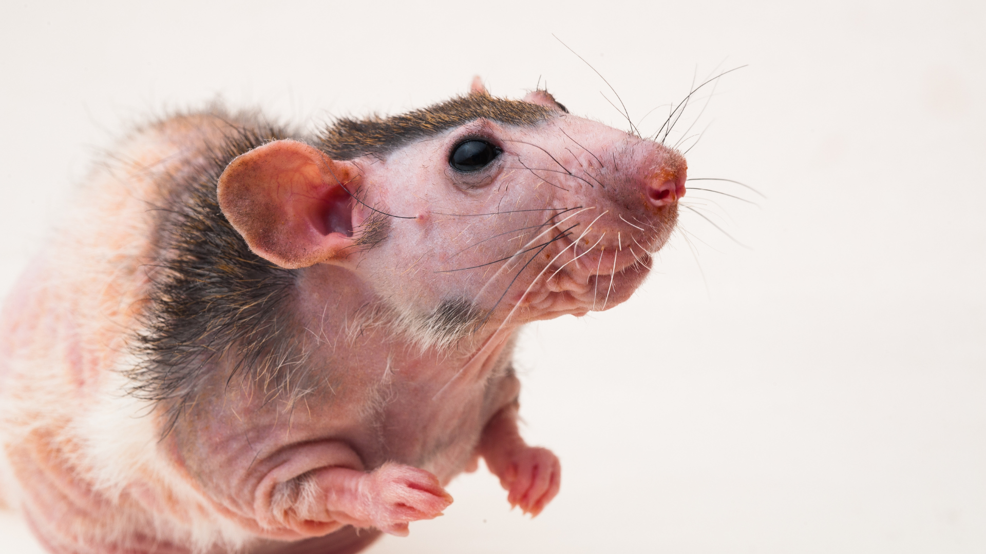 Xử trí đúng khi phát hiện hình ảnh vết chuột cắn