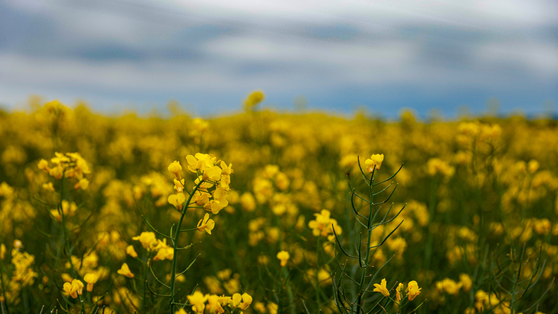 Cách chế biến hoa cải vàng đúng giúp đảm bảo an toàn