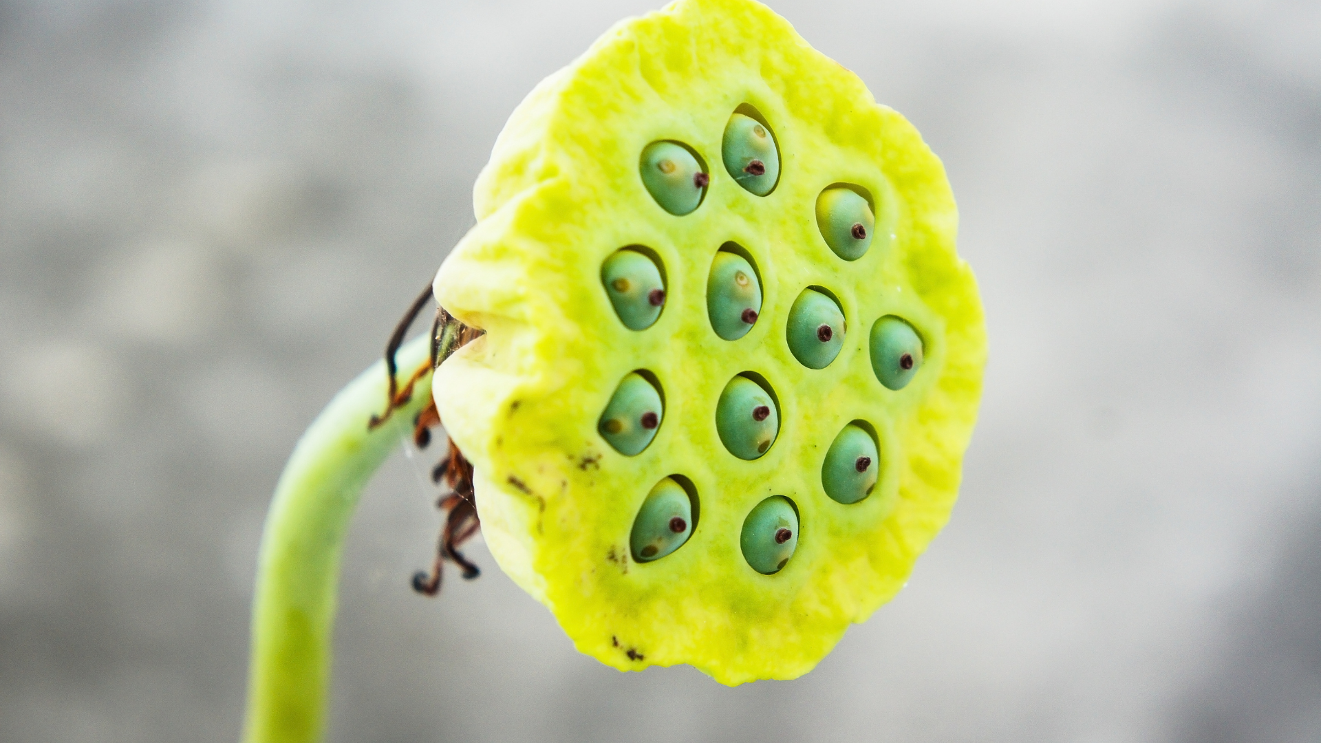 Hội chứng này thường bị kích hoạt bởi nhóm hình ảnh hoặc vật thể có cấu trúc lặp lại nhiều lỗ dày đặc