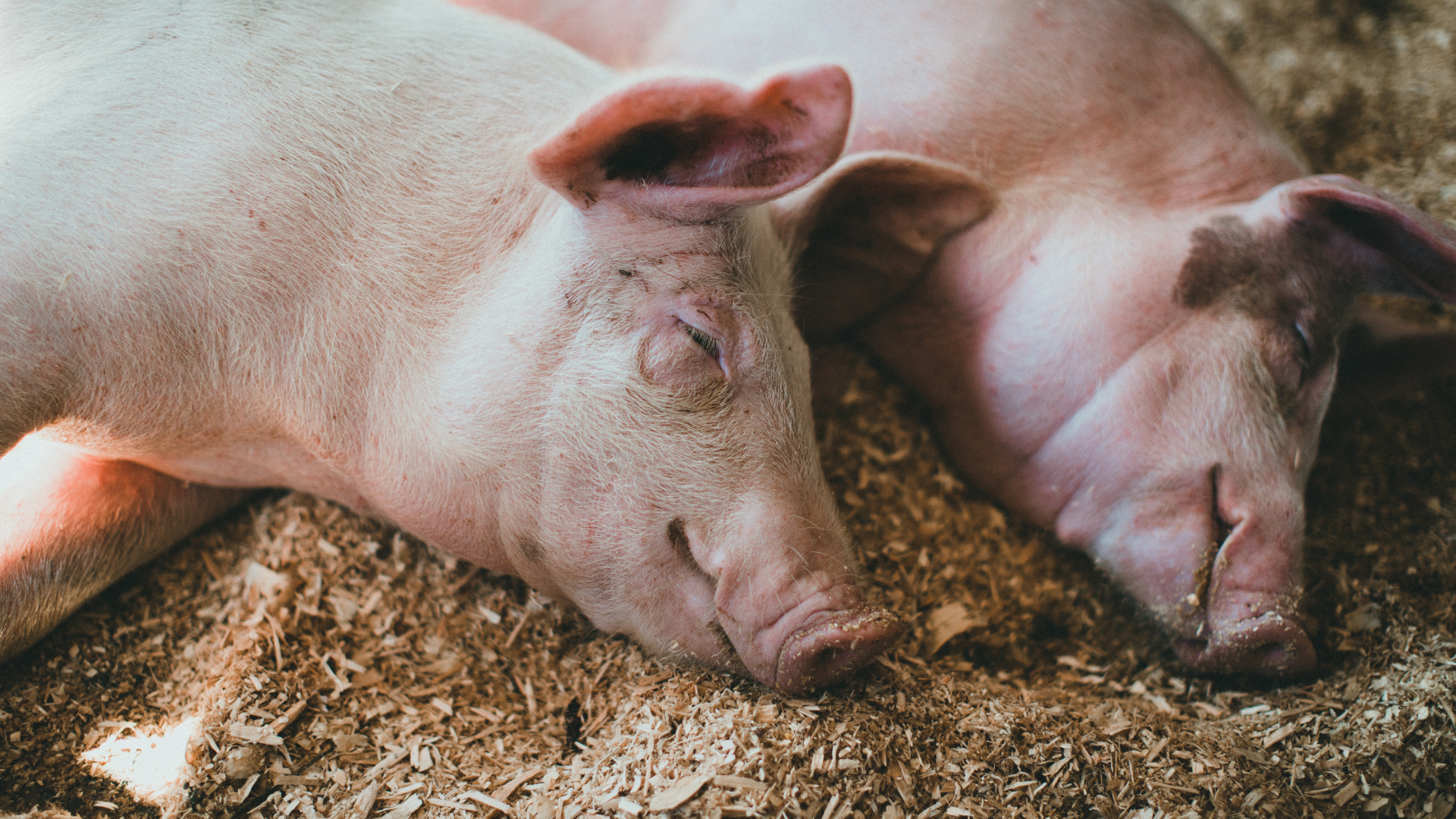 Thịt từ lợn mắc bệnh không bảo đảm chất lượng vệ sinh an toàn thực phẩm