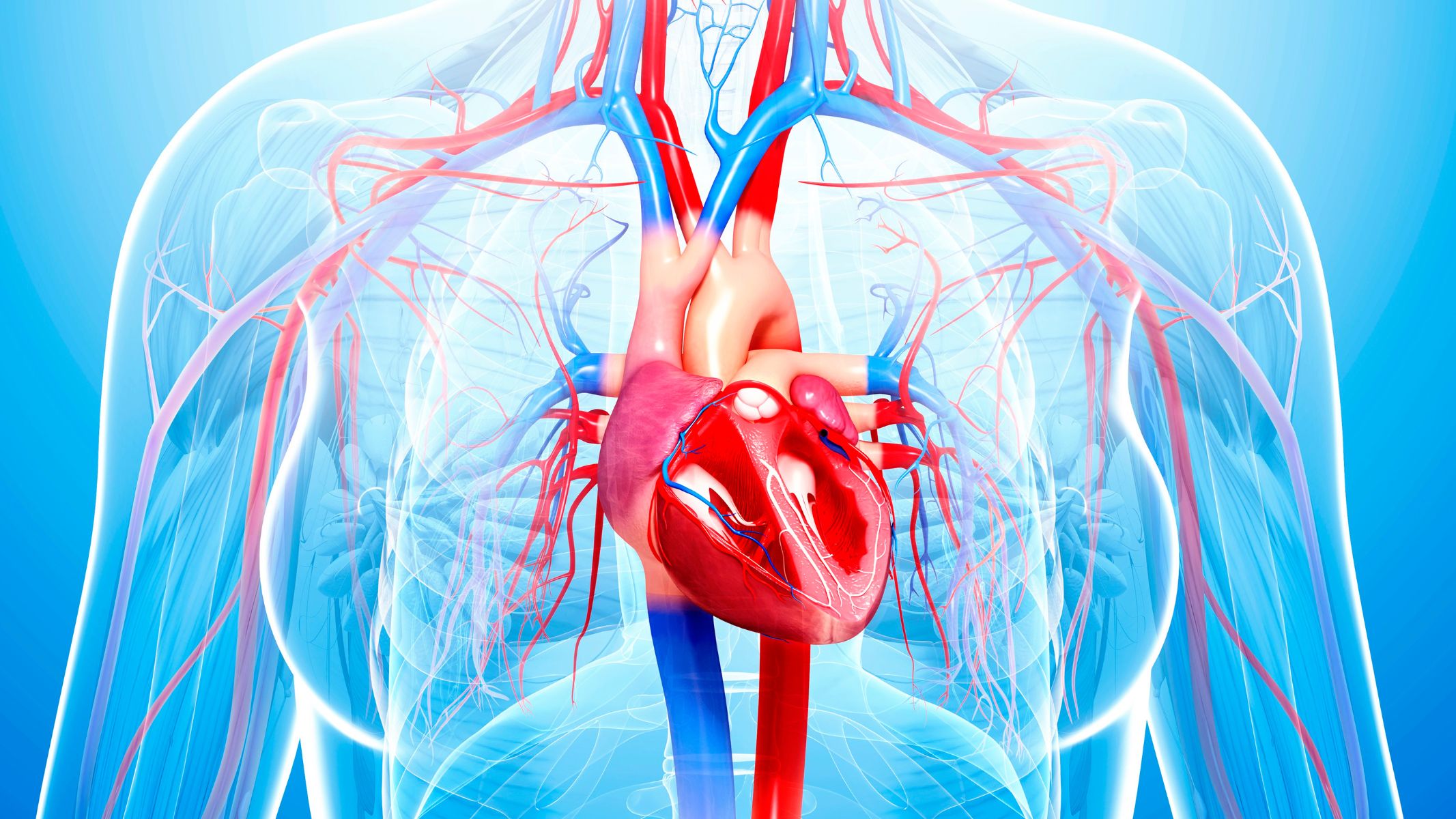Hormone adrenaline là gì? Tác dụng đối với cơ thể 2