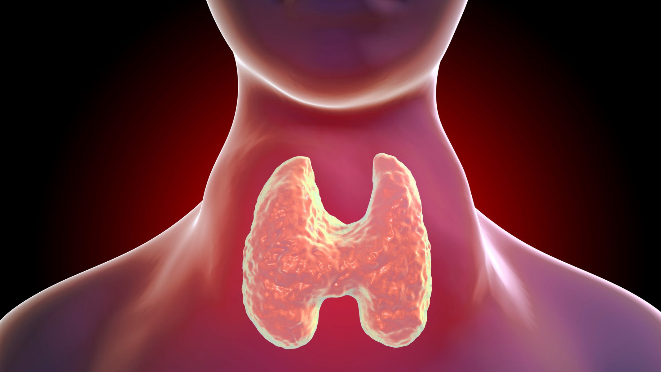 Hormone tuyến giáp là gì? Vai trò của hormone tuyến giáp 3