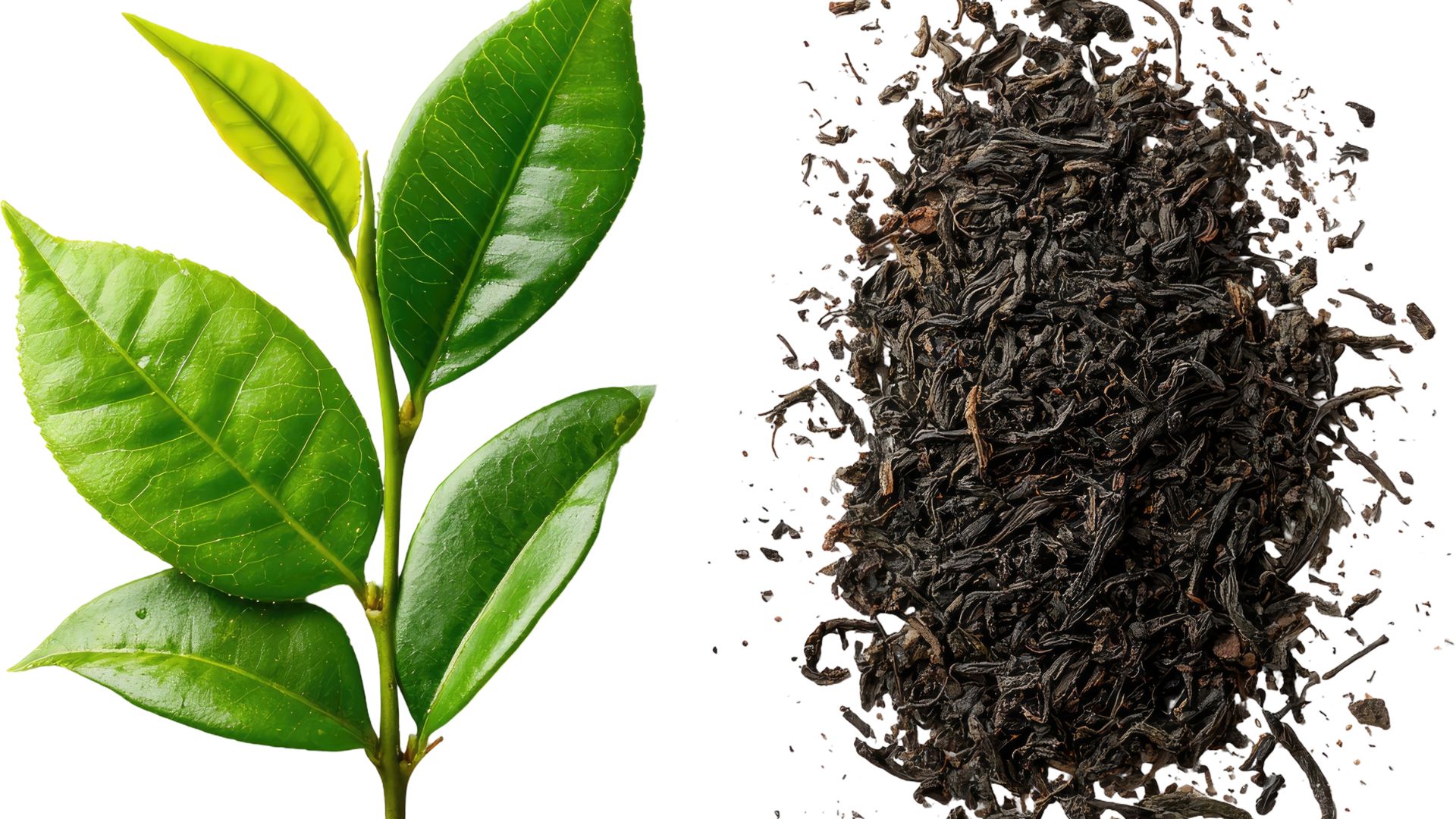 Lá vối có thể dùng ở dạng tươi hoặc phơi khô để nấu nước uống hằng ngày