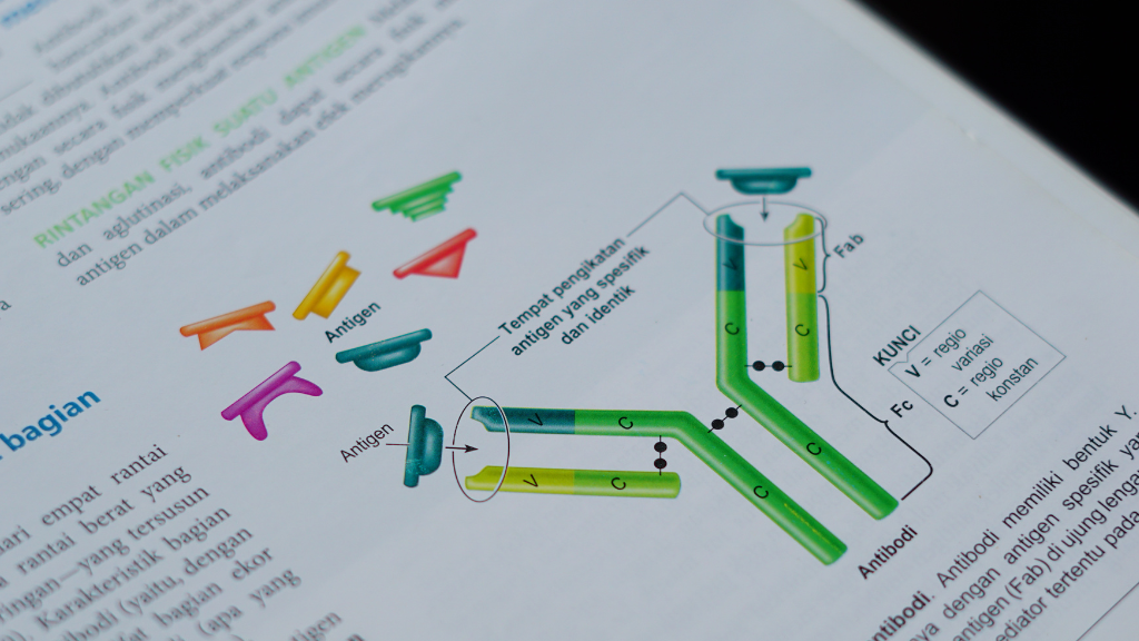 Kháng nguyên và kháng thể luôn tồn tại trong mối quan hệ chặt chẽ và bổ sung cho nhau
