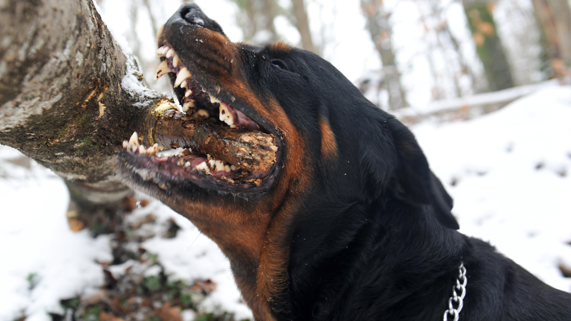 Khi nào cần tiêm huyết thanh kháng dại? Tiêm càng sớm càng tốt giúp tăng hiệu quả bảo vệ và giảm nguy cơ tử vong