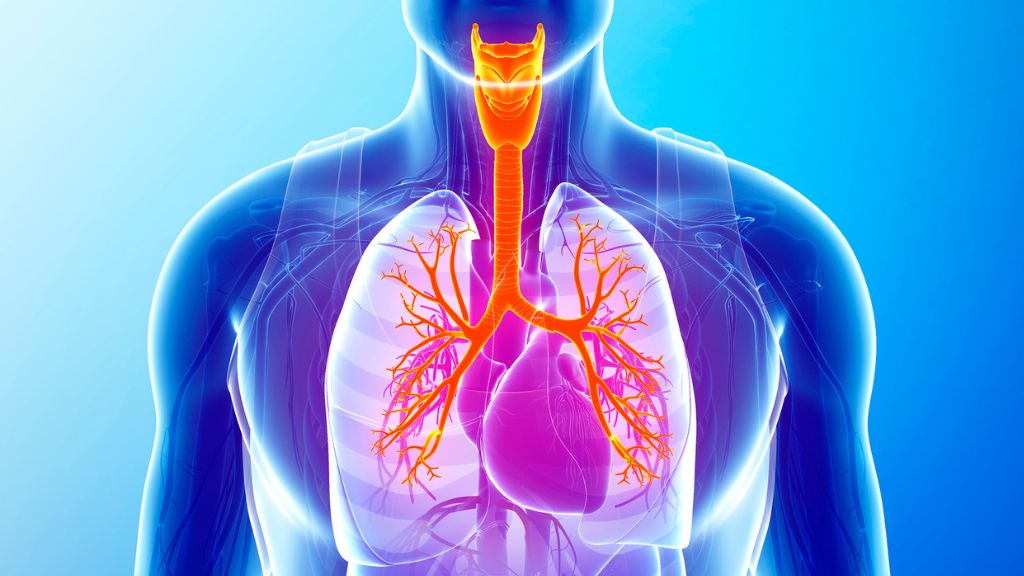 Khí quản được tạo thành từ 16 - 20 vòng sụn hình chữ C, giúp ống khí luôn mở và không bị xẹp khi hít thở