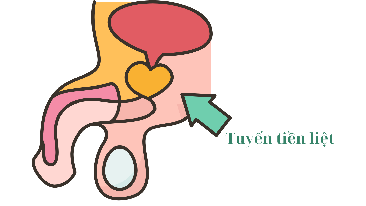 Kích thước tuyến tiền liệt bình thường và dấu hiệu cảnh báo phì đại 1