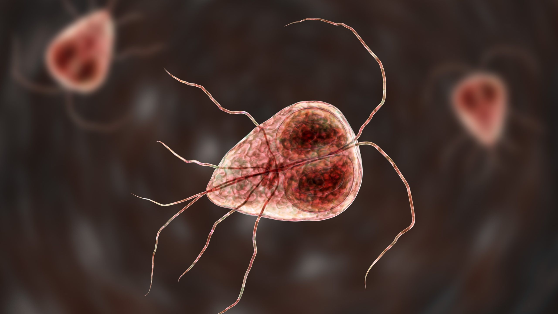 Nhiễm Giardia lamblia có thể khiến bạn tiêu chảy, đầy hơi và rối loạn tiêu hóa kéo dài