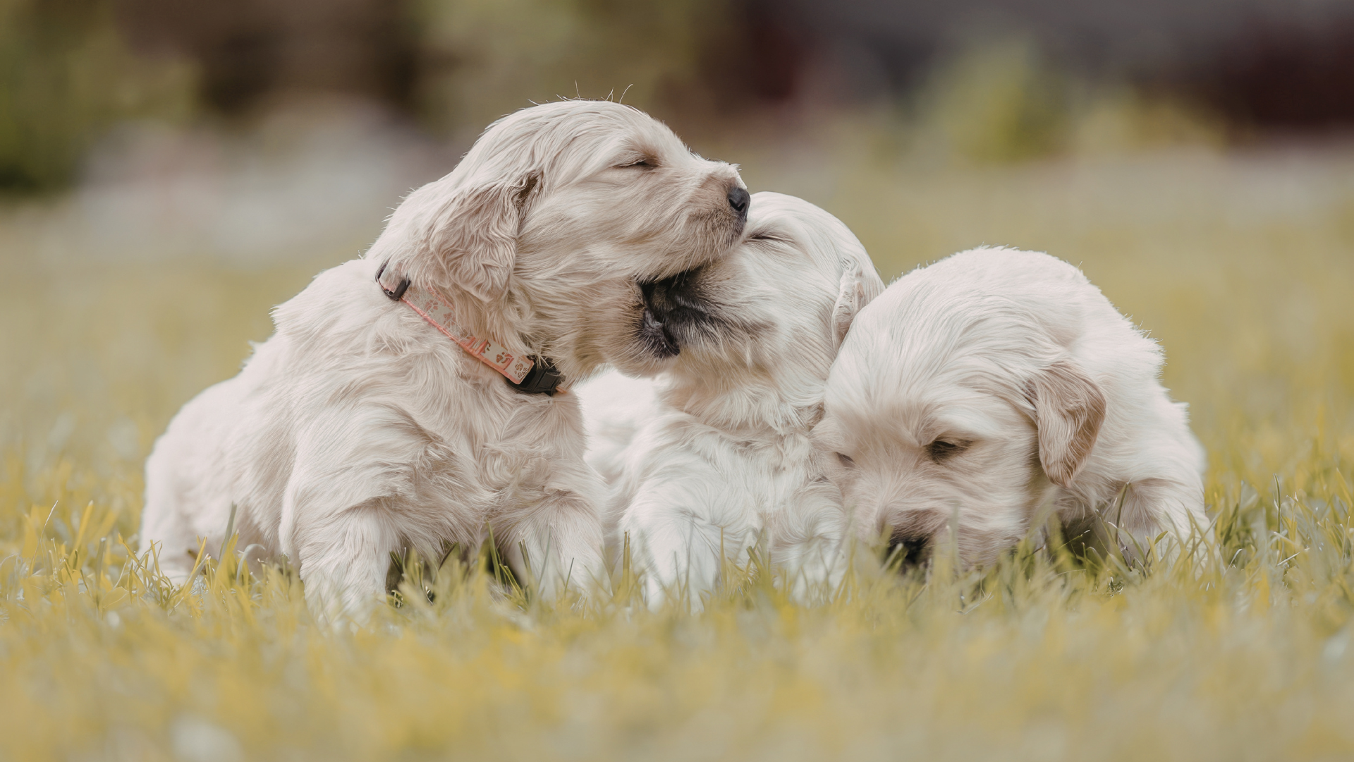 Dù E. canis không lây trực tiếp, con người vẫn tiềm ẩn rủi ro nếu tiếp xúc gần với thú cưng không được kiểm soát&nbsp;ký sinh trùng