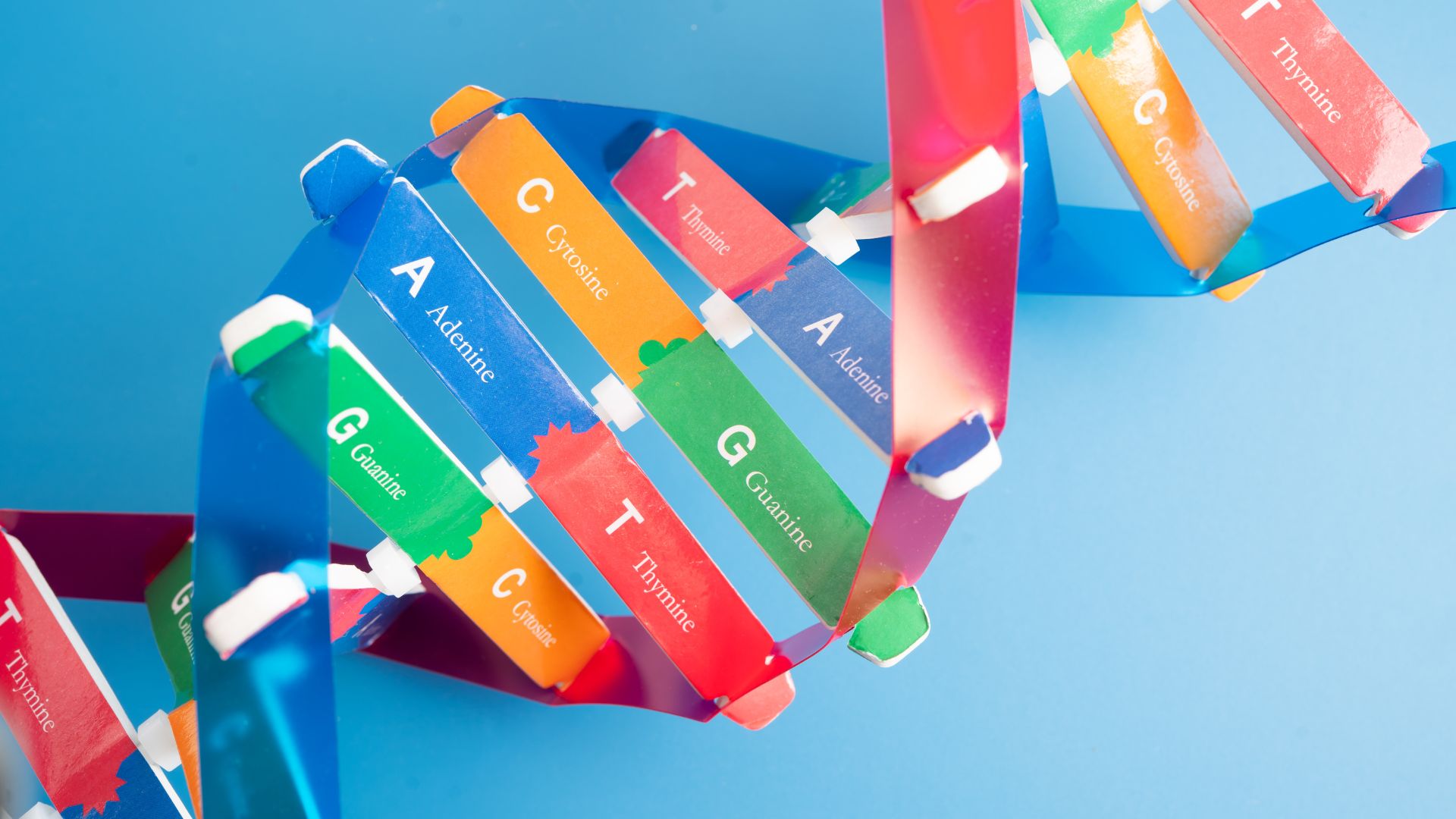 L-Carnitine tham gia vận chuyển axit béo chuỗi dài vào ty thể