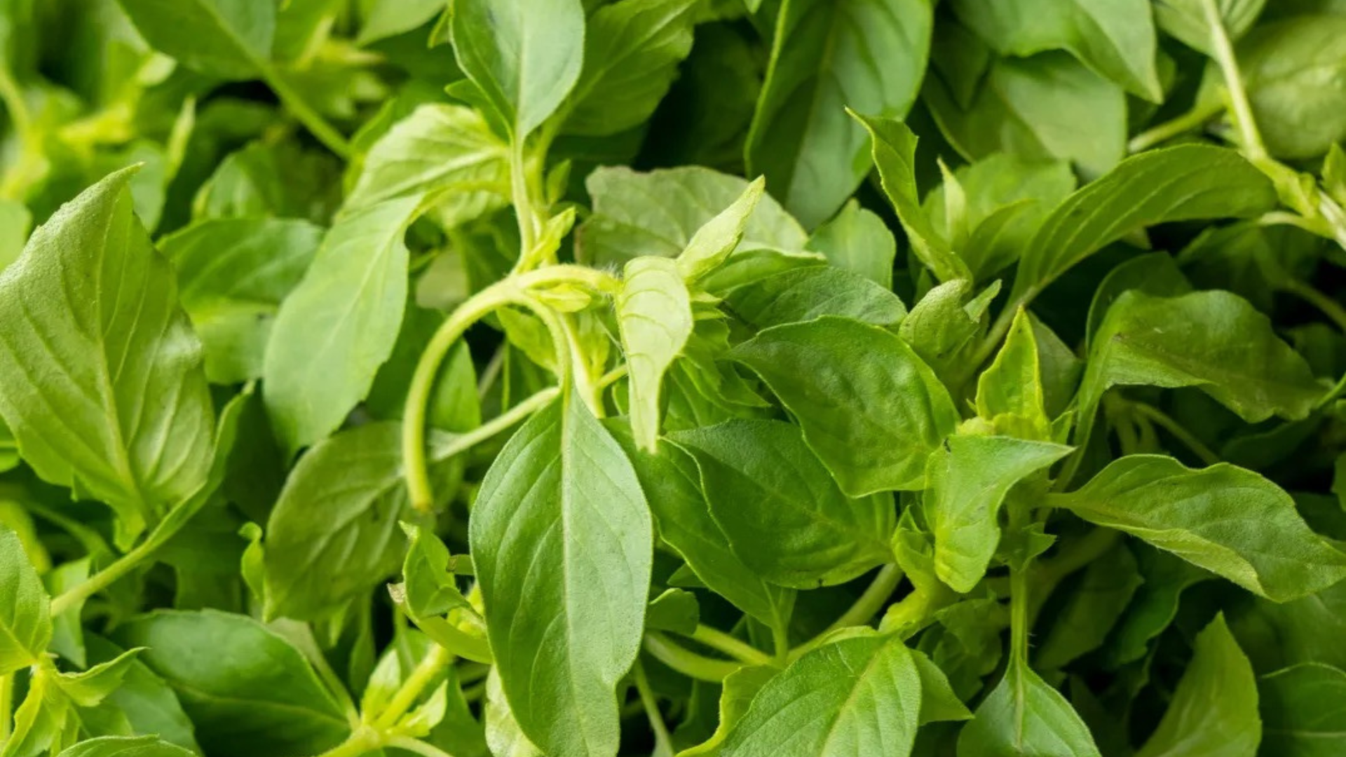 Lá é là lá gì? Lá é là loại rau thơm quen thuộc, mùi the mát dễ chịu