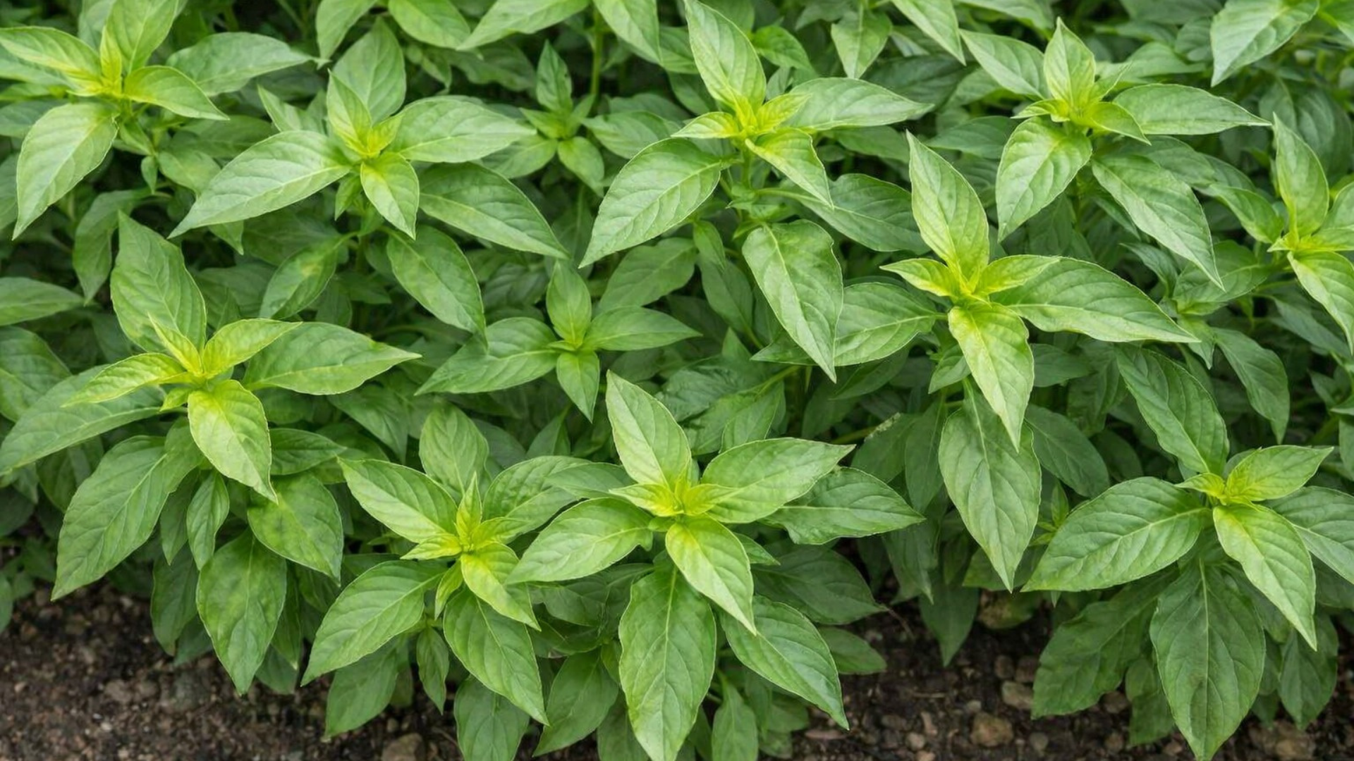 Lá é bề mặt hơi nhám, có lông mịn, hương thơm thanh và dễ chịu