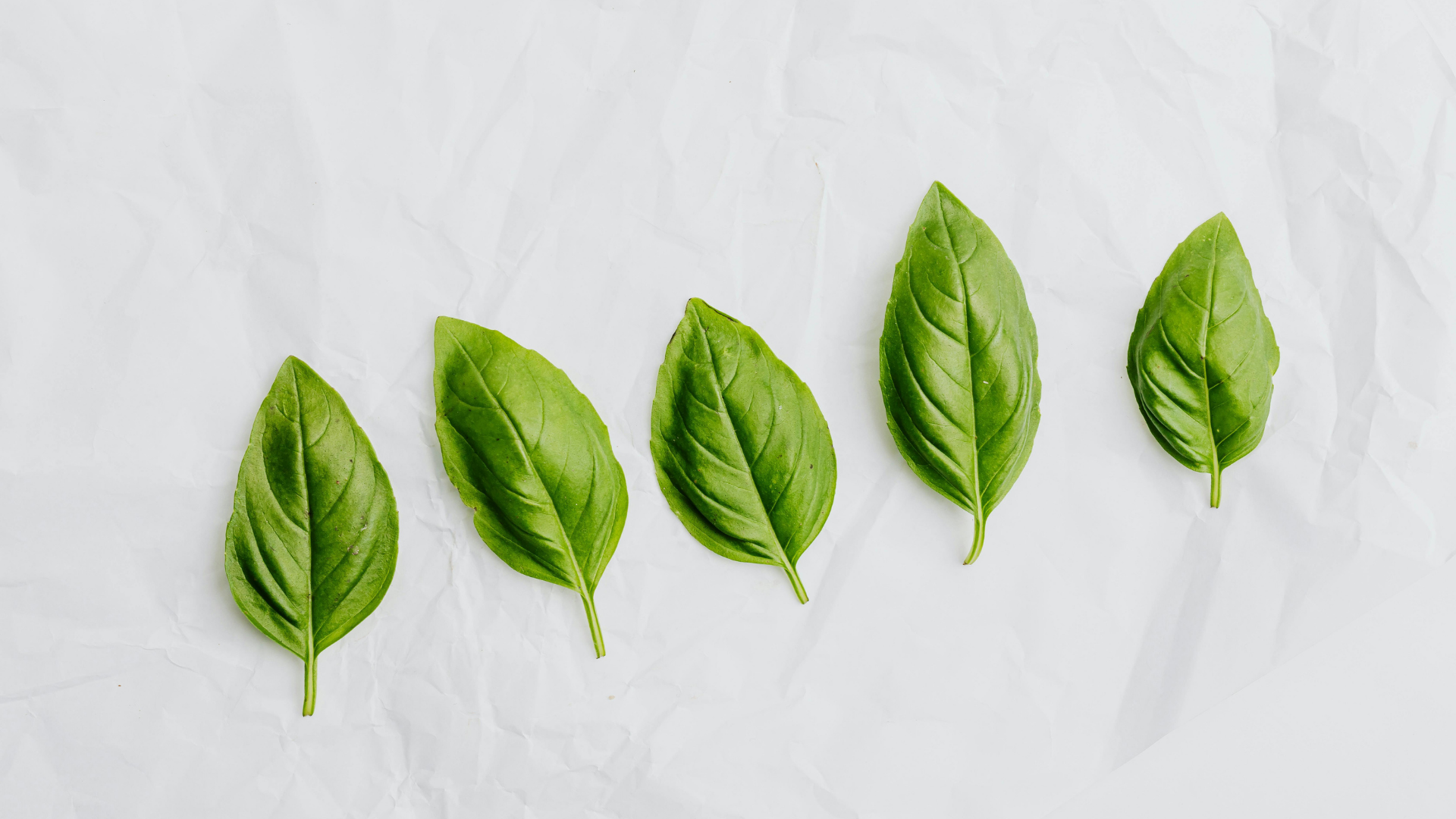 Lá é bề mặt hơi nhám, có lông mịn, hương thơm thanh và dễ chịu