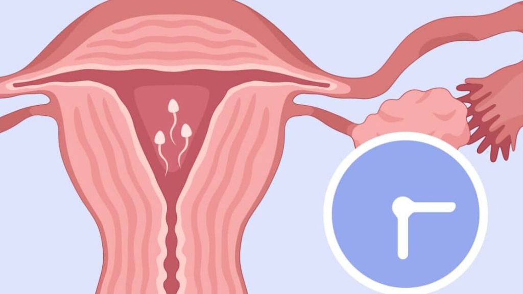 Làm sao để biết tinh trùng đã vào tử cung? 3