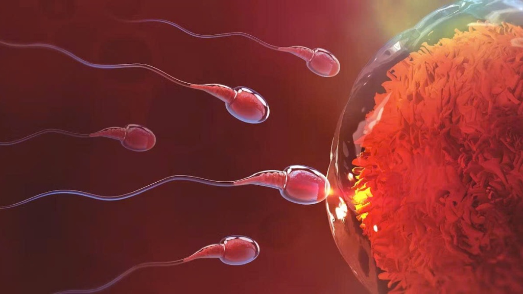 Làm sao để biết tinh trùng đã vào tử cung? 4