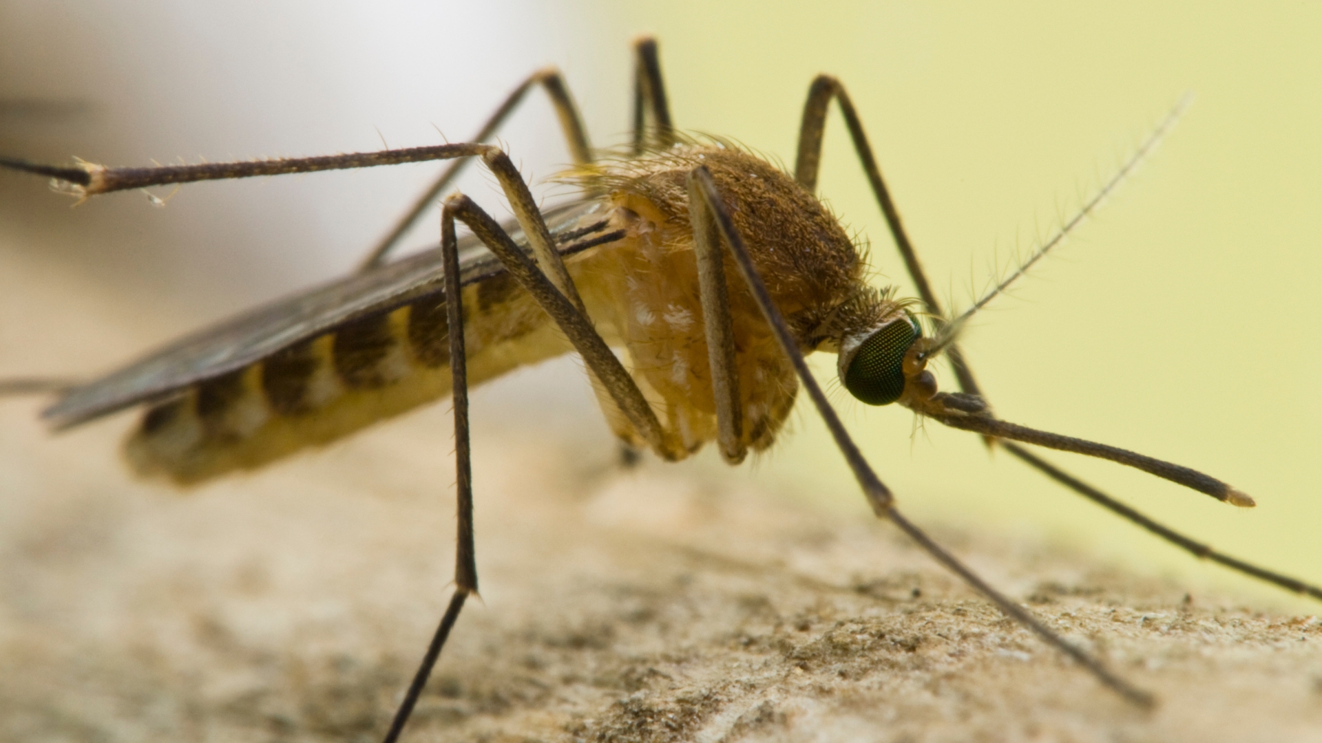 lap-ke-hoach-cham-soc-nguoi-benh-sot-xuat-huyet 1.jpg