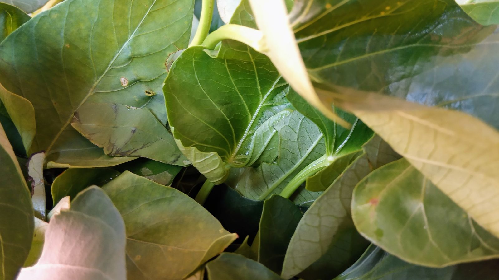 Rau lang đem lại khá nhiều lợi ích đáng kể cho người mắc bệnh tiểu đường