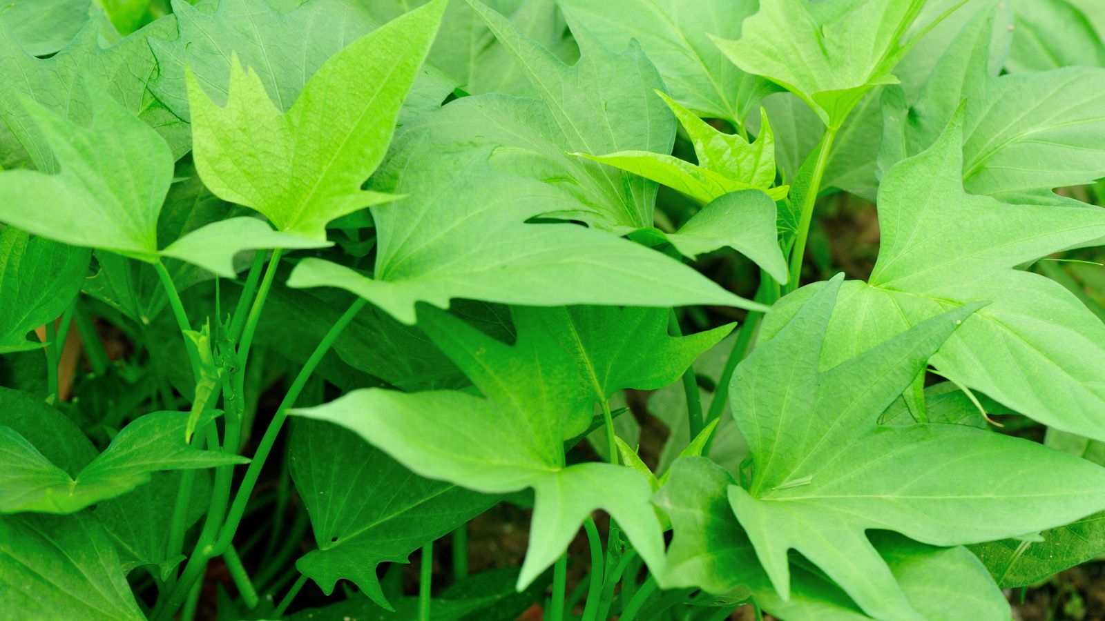 Người tiểu đường có thể ăn rau lang, nhưng cần ăn đúng cách