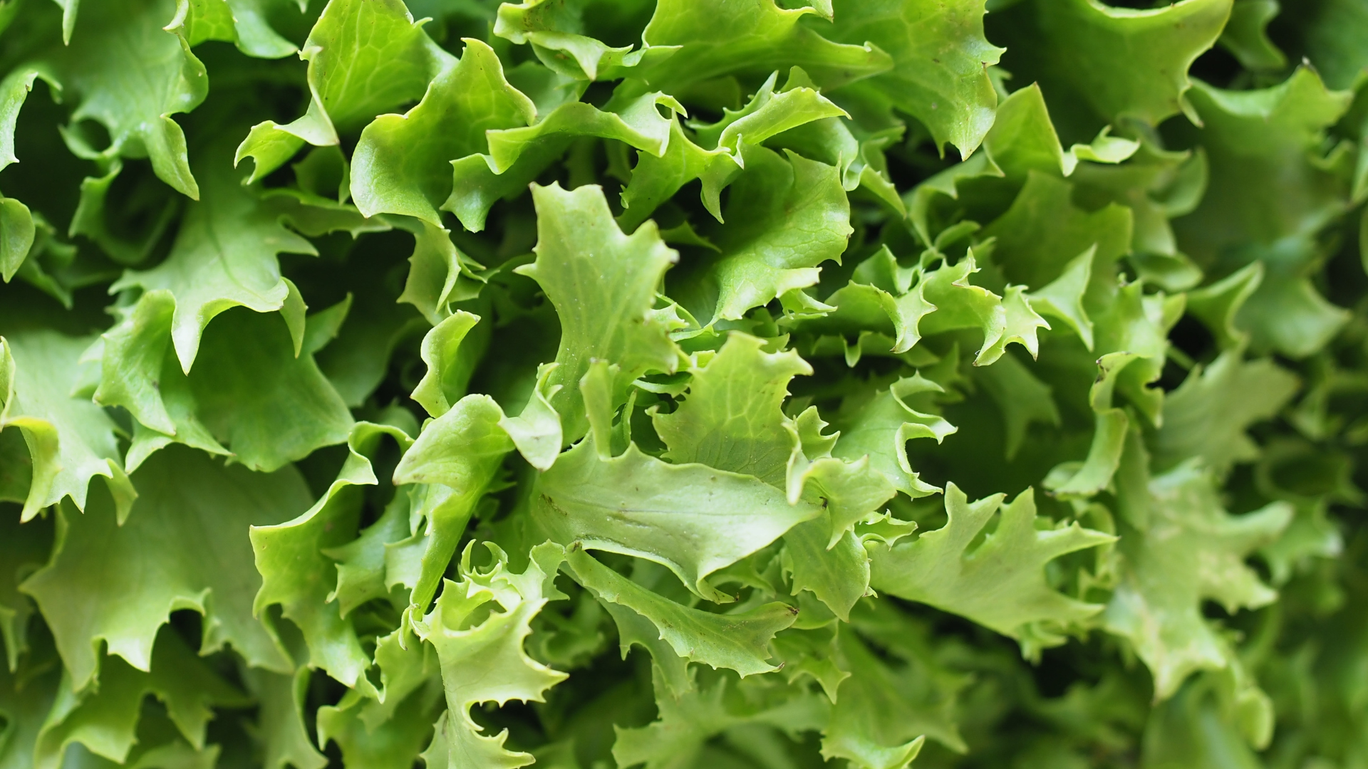 Rau diếp xoăn giúp hạn chế việc axit uric tăng đột ngột