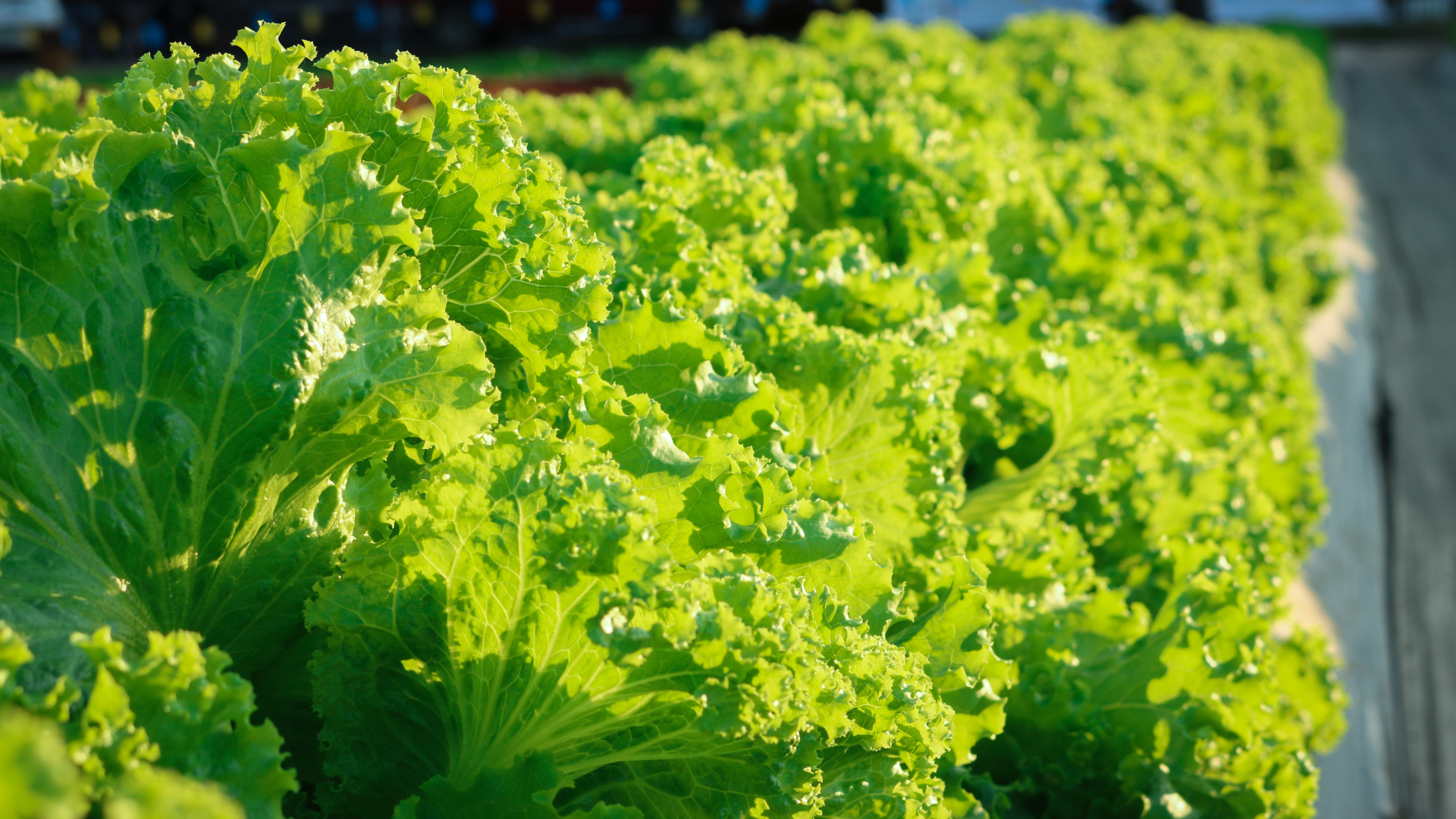 Rau diếp xoăn không có khả năng thay thế thuốc chữa bệnh